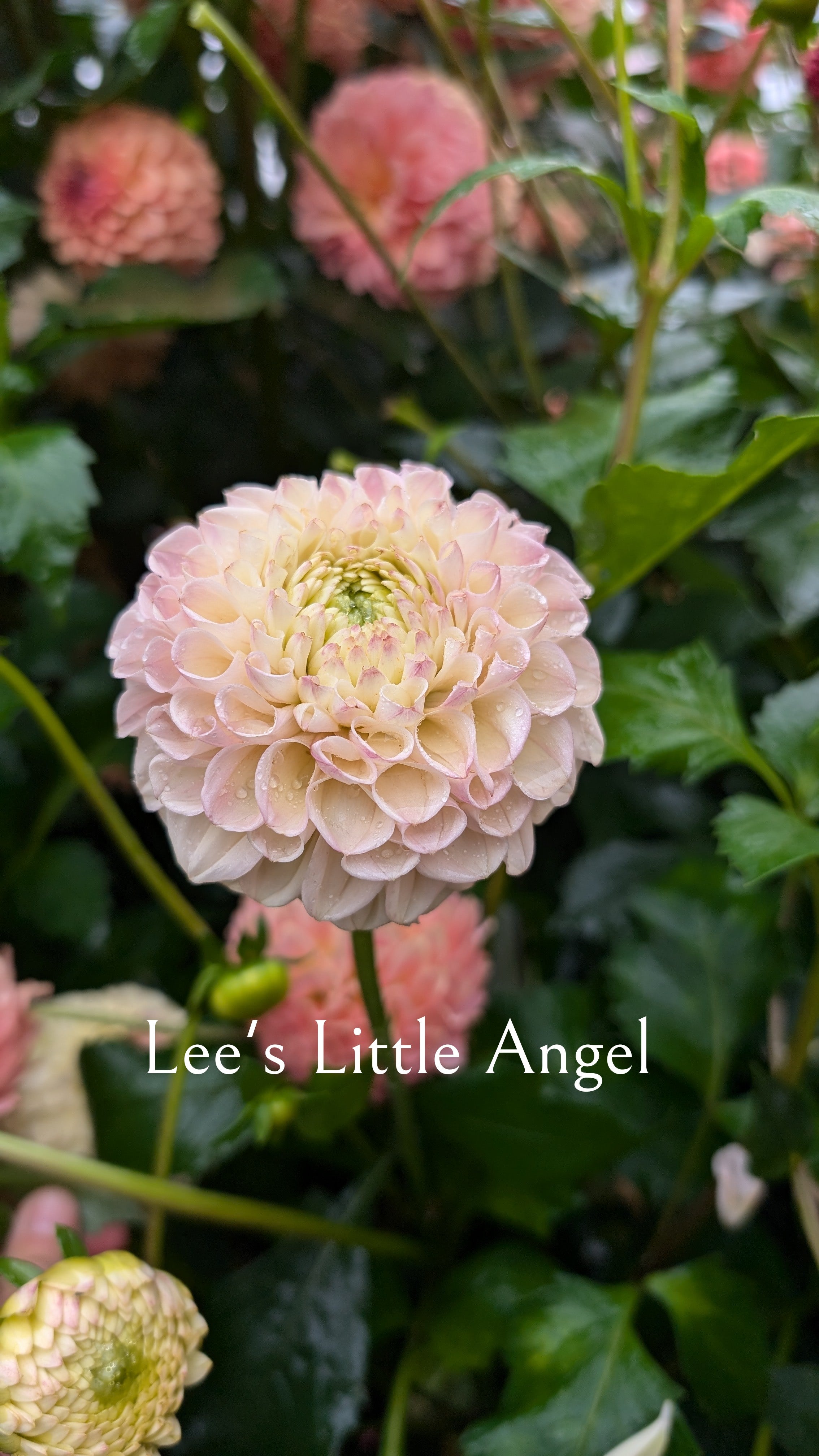 Lee's Little Angel