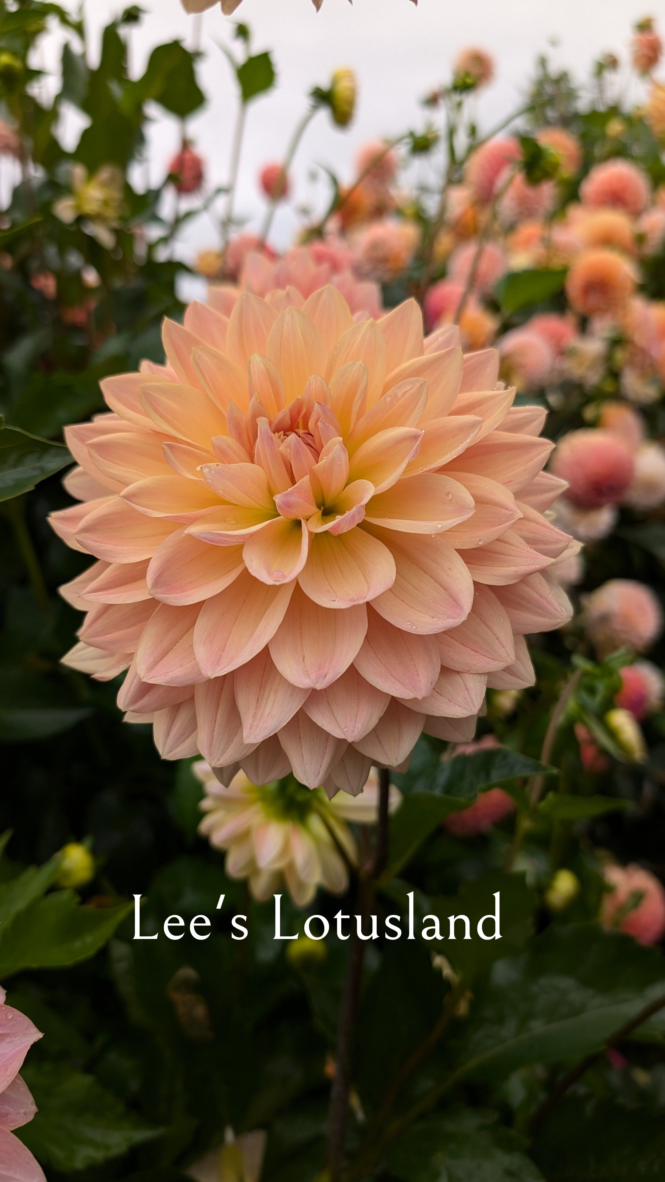 Lee's Lotusland