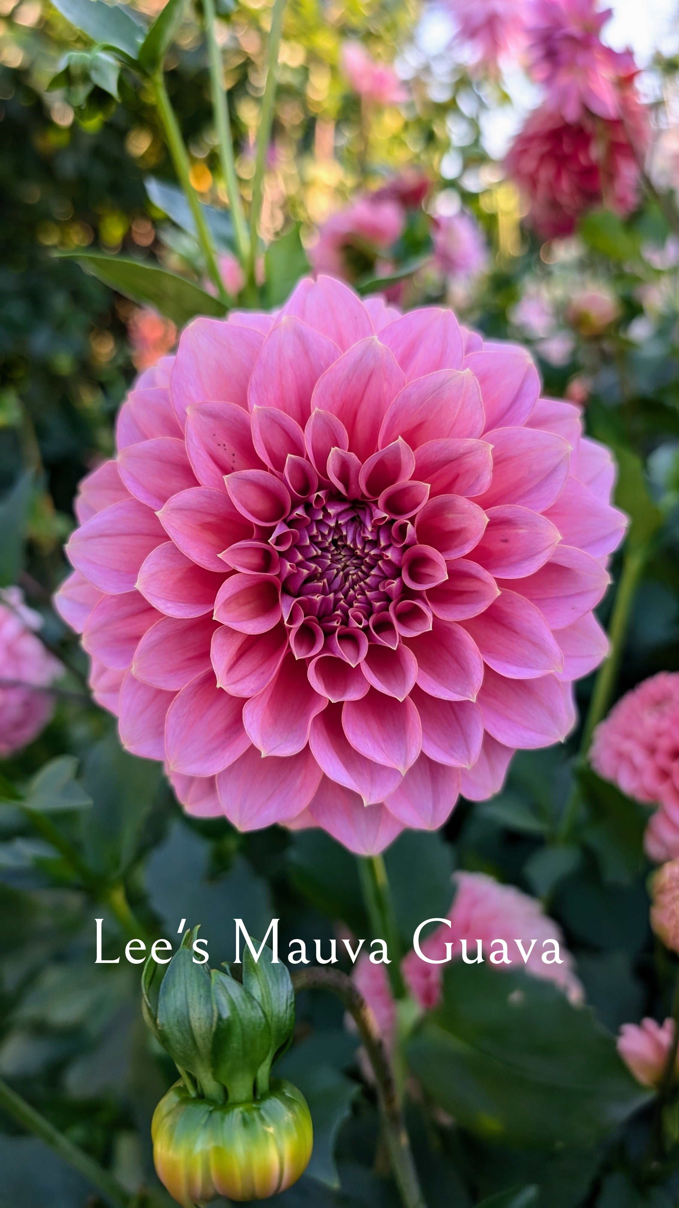 Lee's Mauva Guava