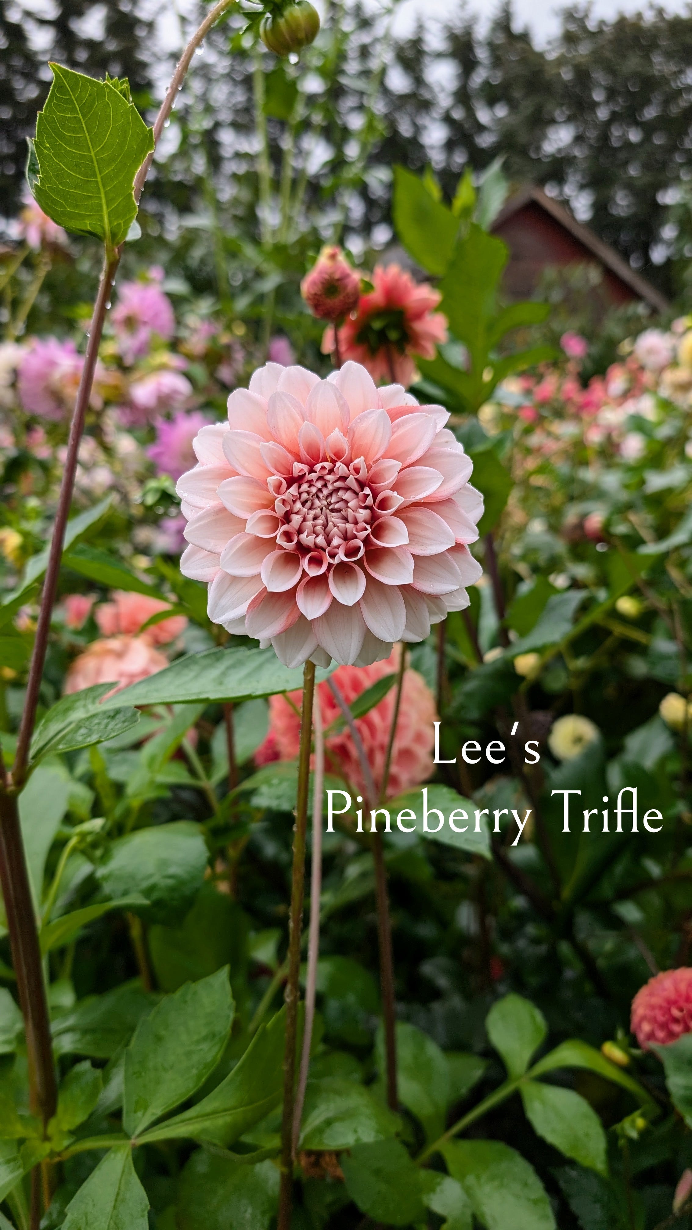 Lee's Pineberry Trifle