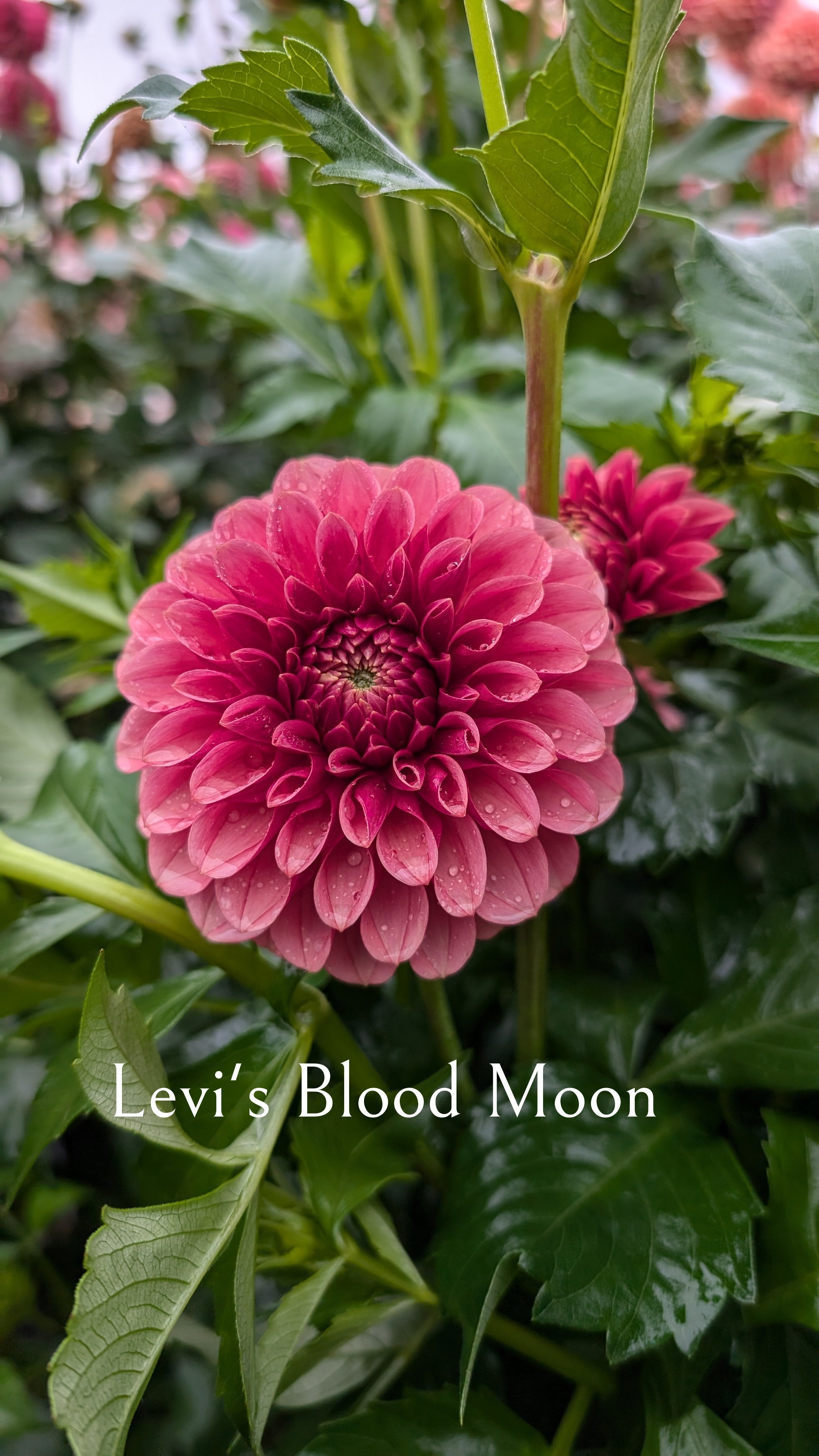 Levi's Blood Moon