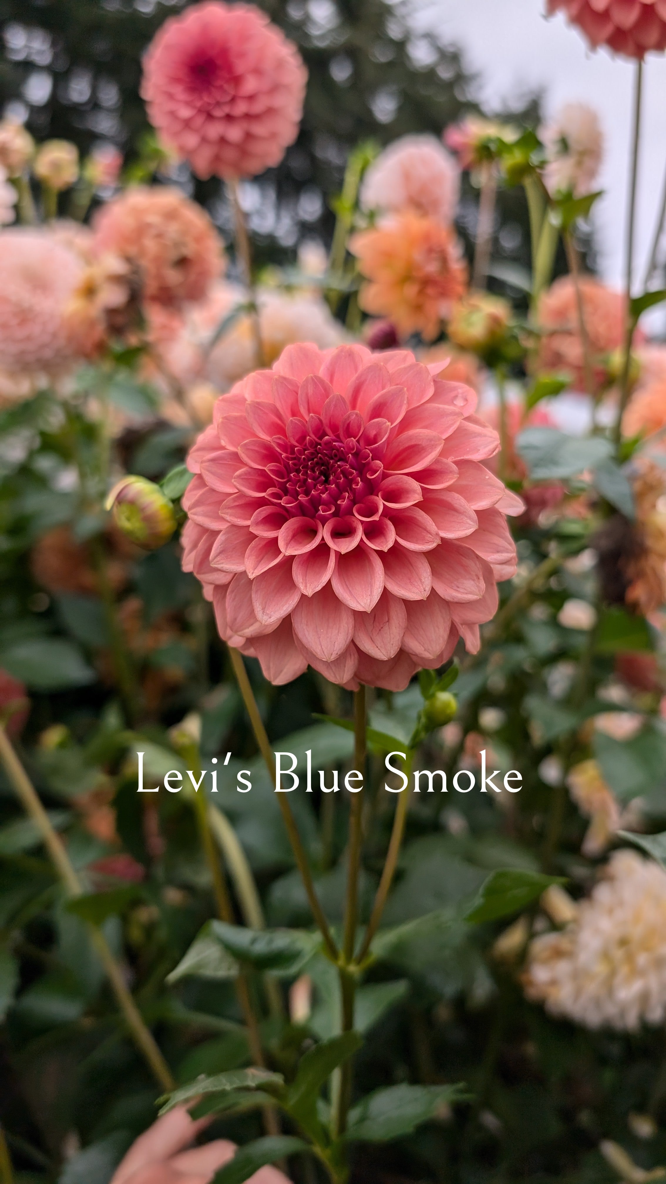 Levi's Blue Smoke
