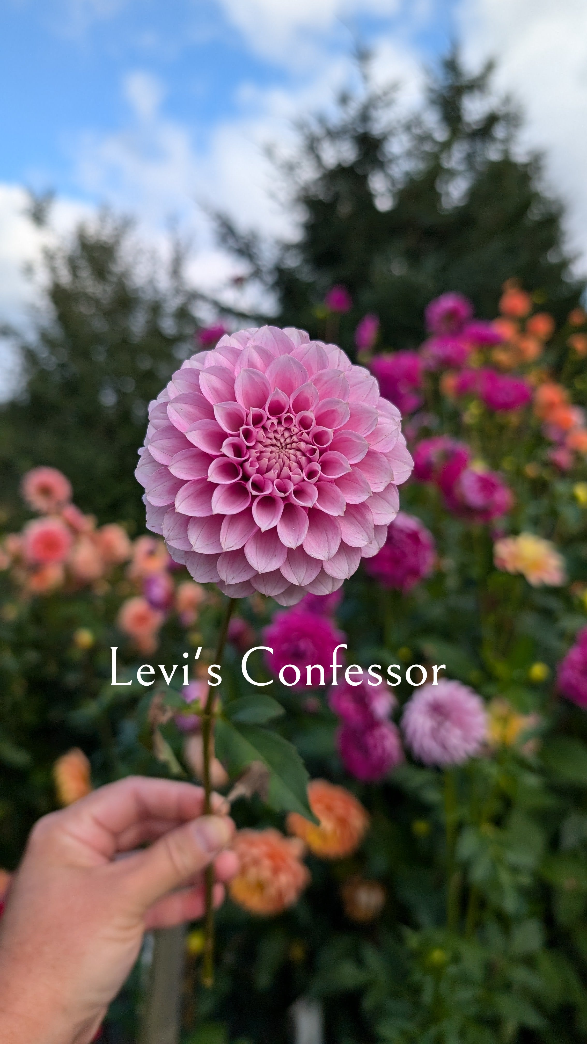 Levi's Confessor