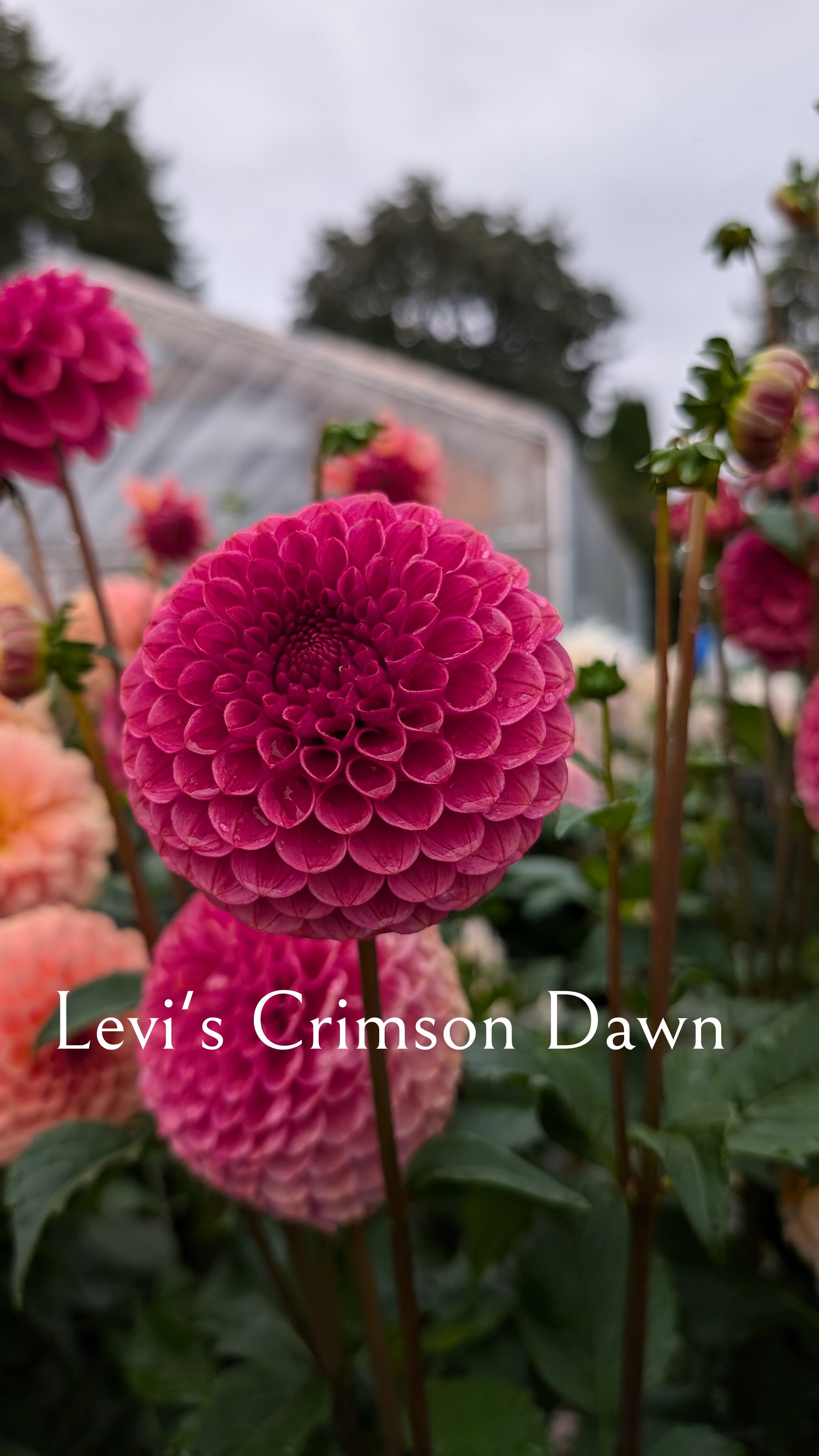 Levi's Crimson Dawn