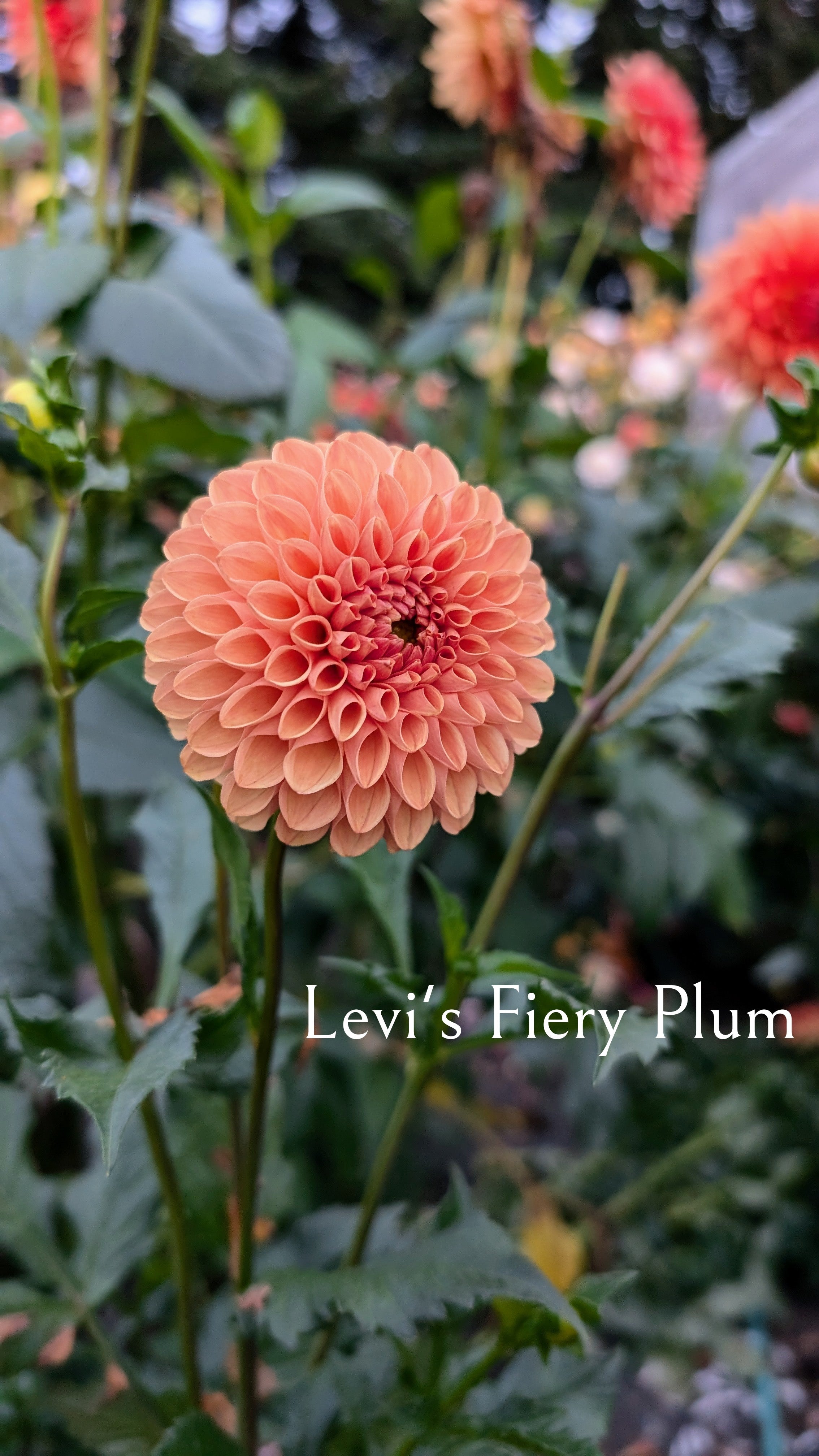 Levi's Fiery Plum