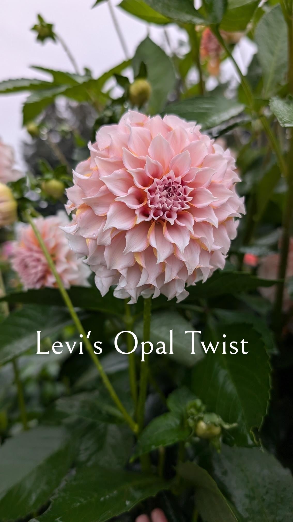 Levi's Opal Twist