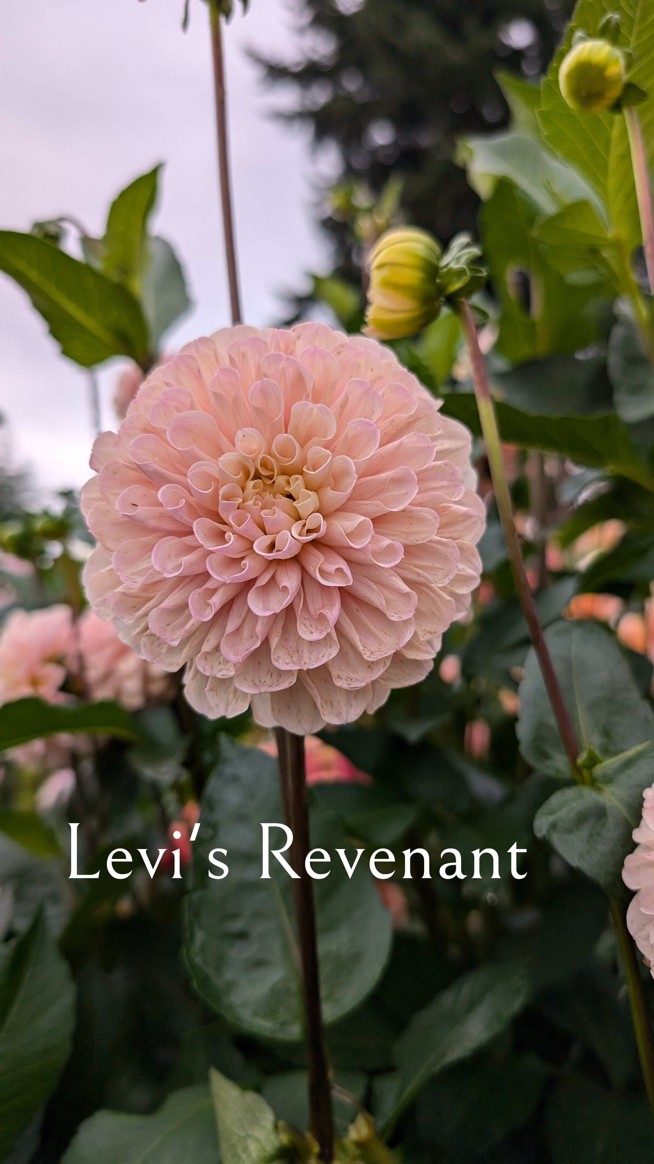 Levi's Revenant