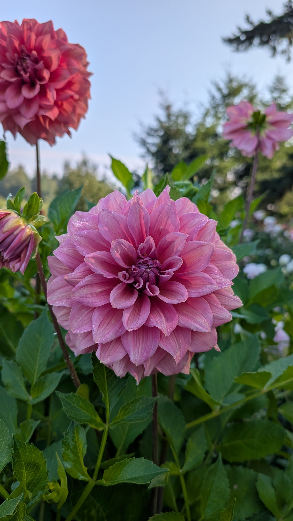 Lileah Caramel Rose