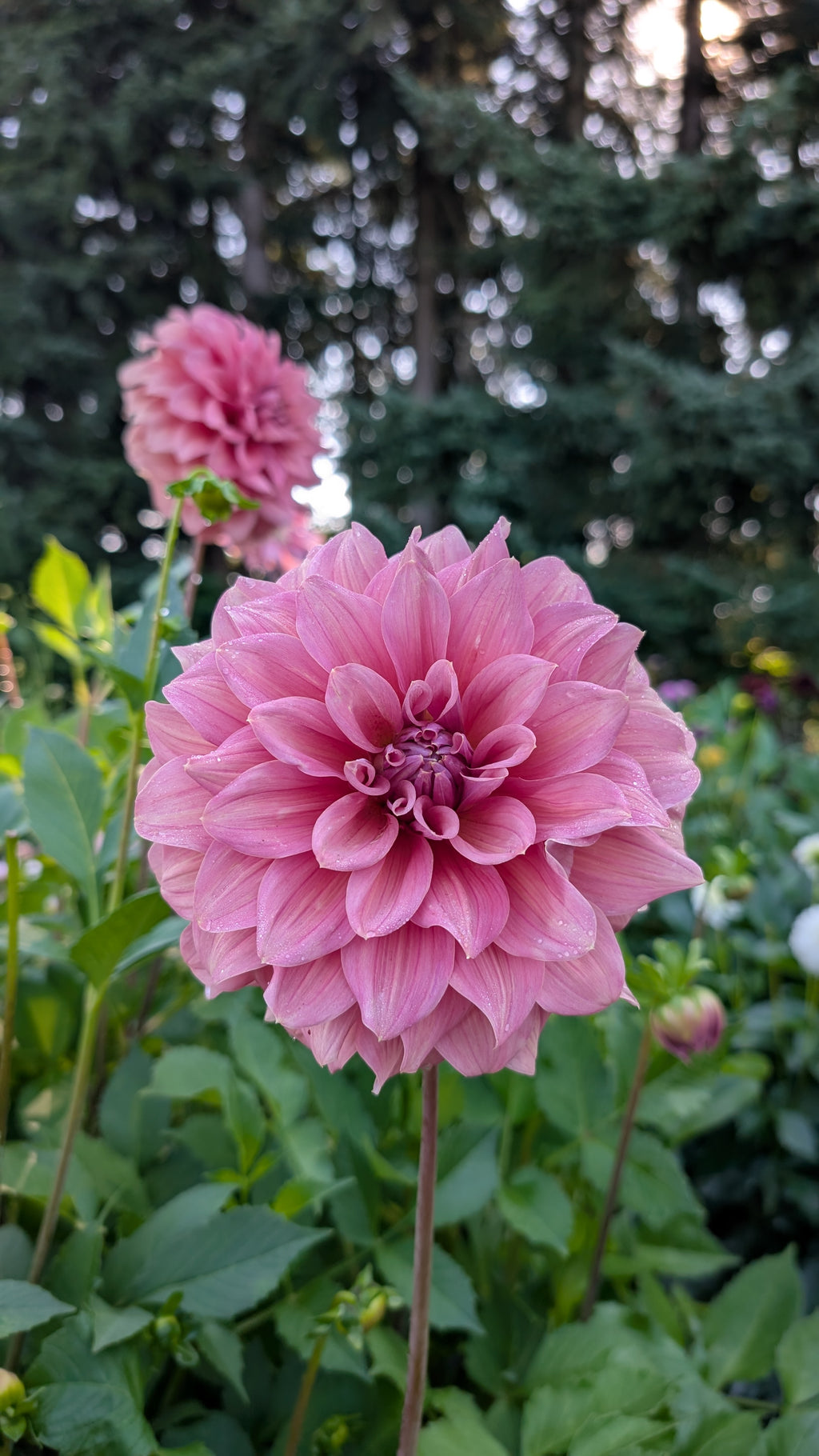 Lileah Caramel Rose