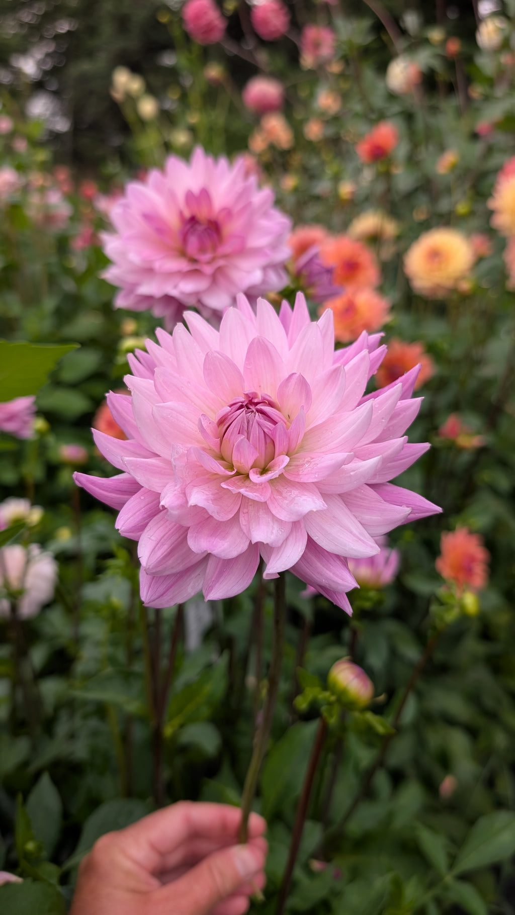 Linzer Rosa Wolke