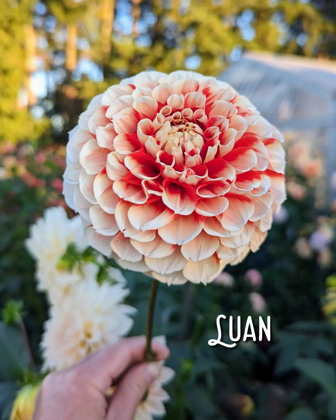 Luan