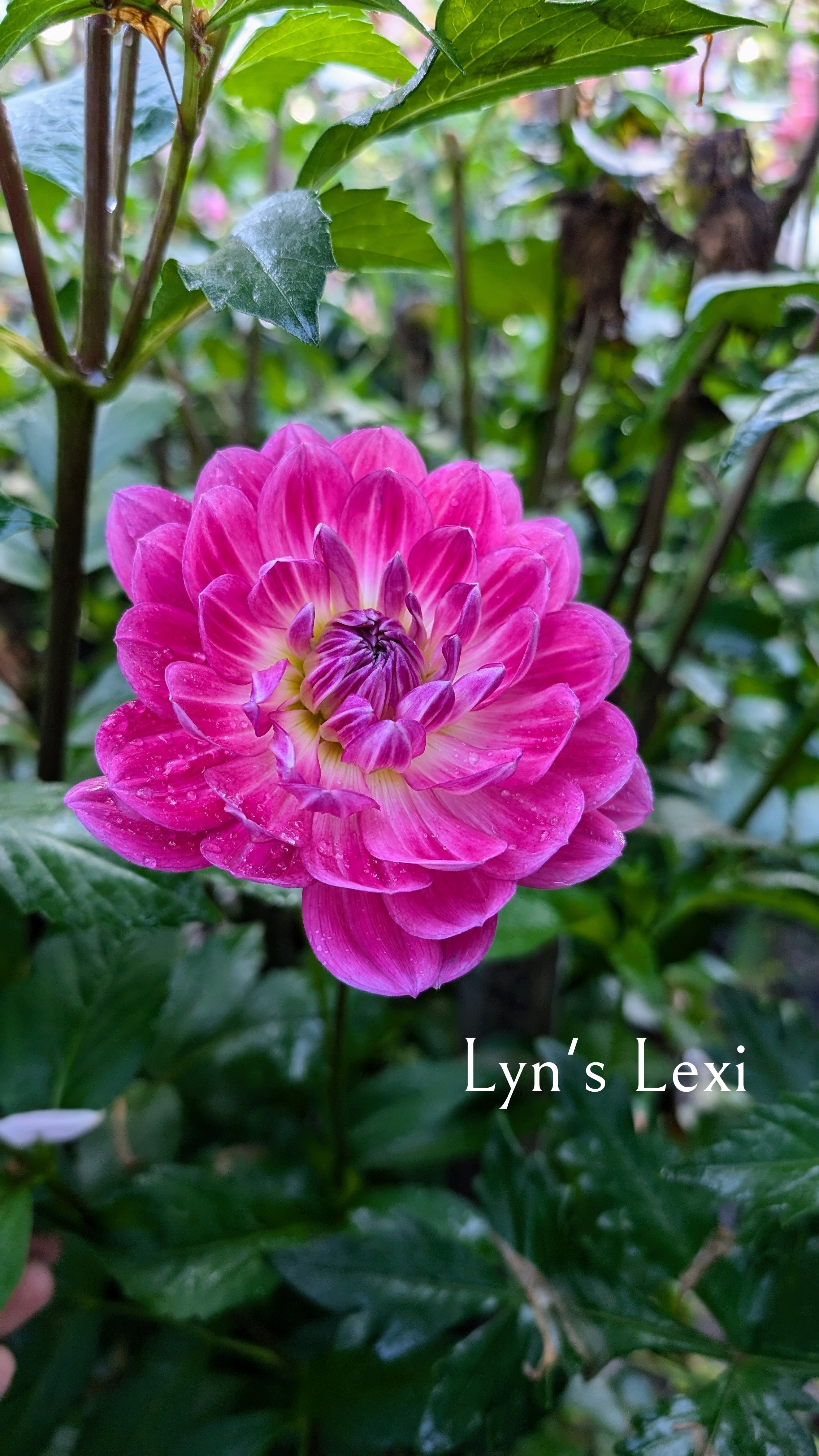 Lyn's Lexi