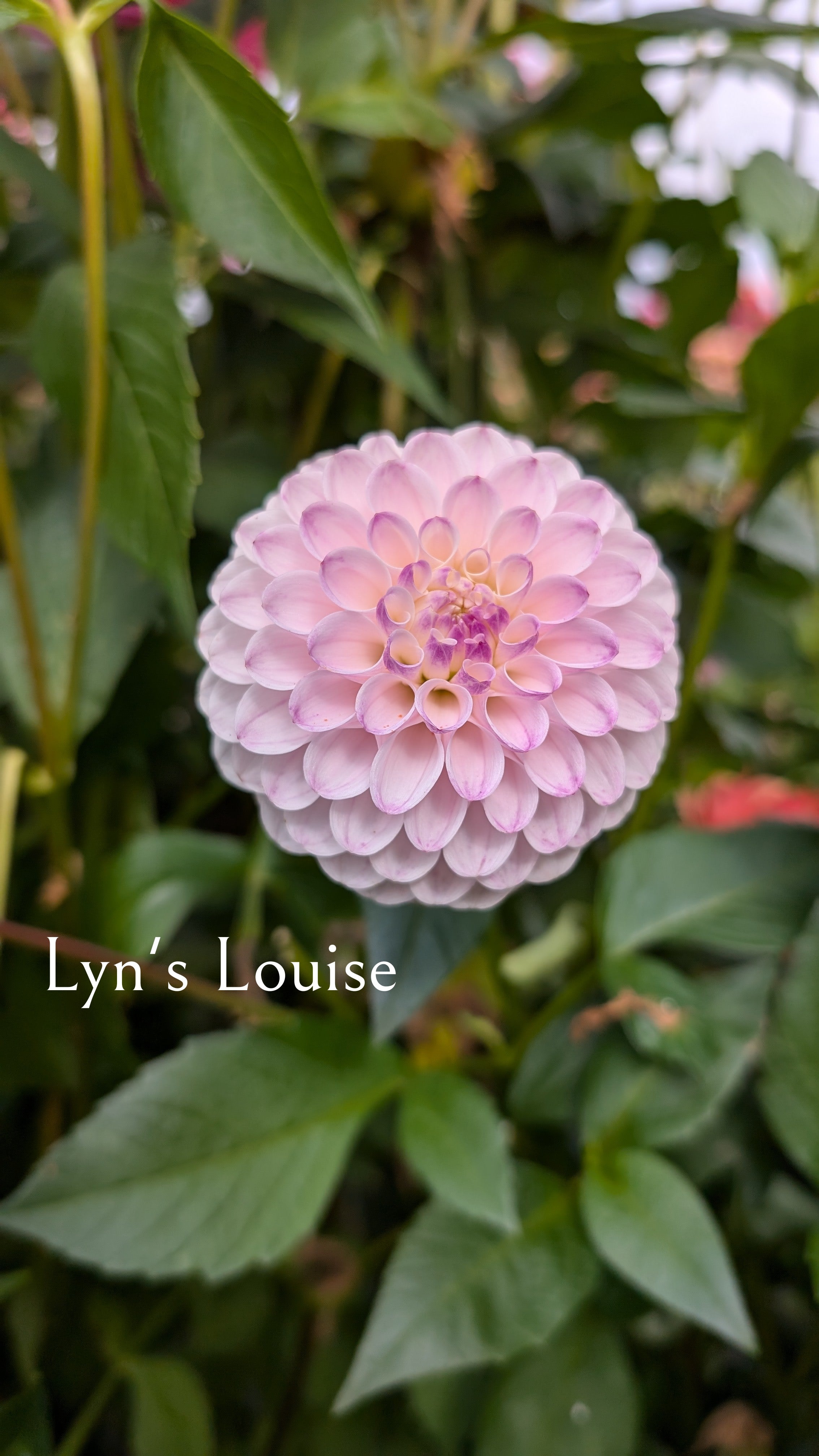 Lyn's Louise
