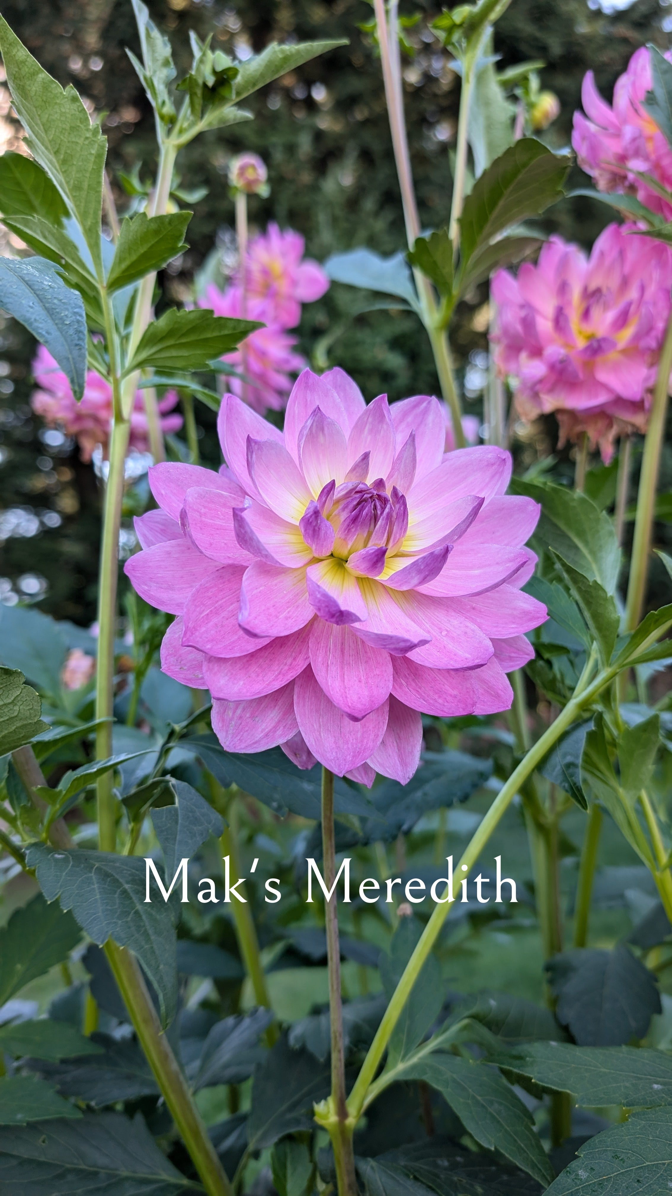 Mak's Meredith