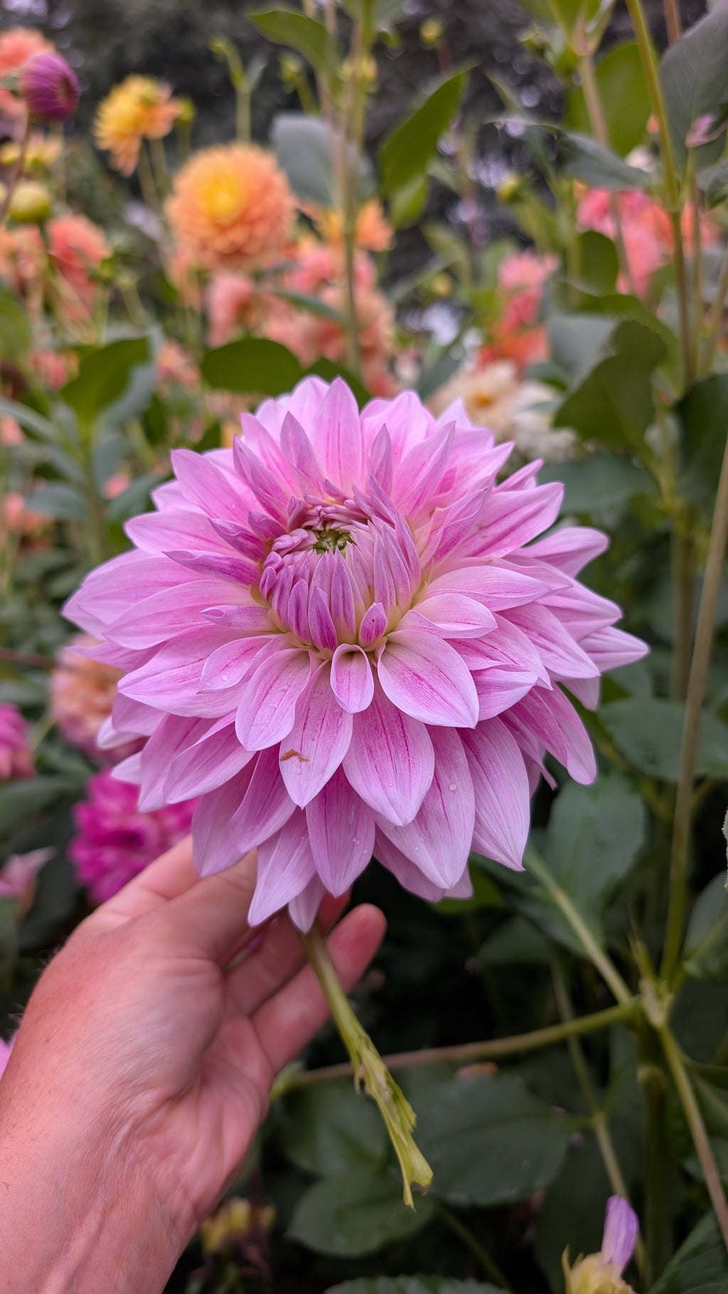Bumblebees Garden (BBG) Marie Antoinette