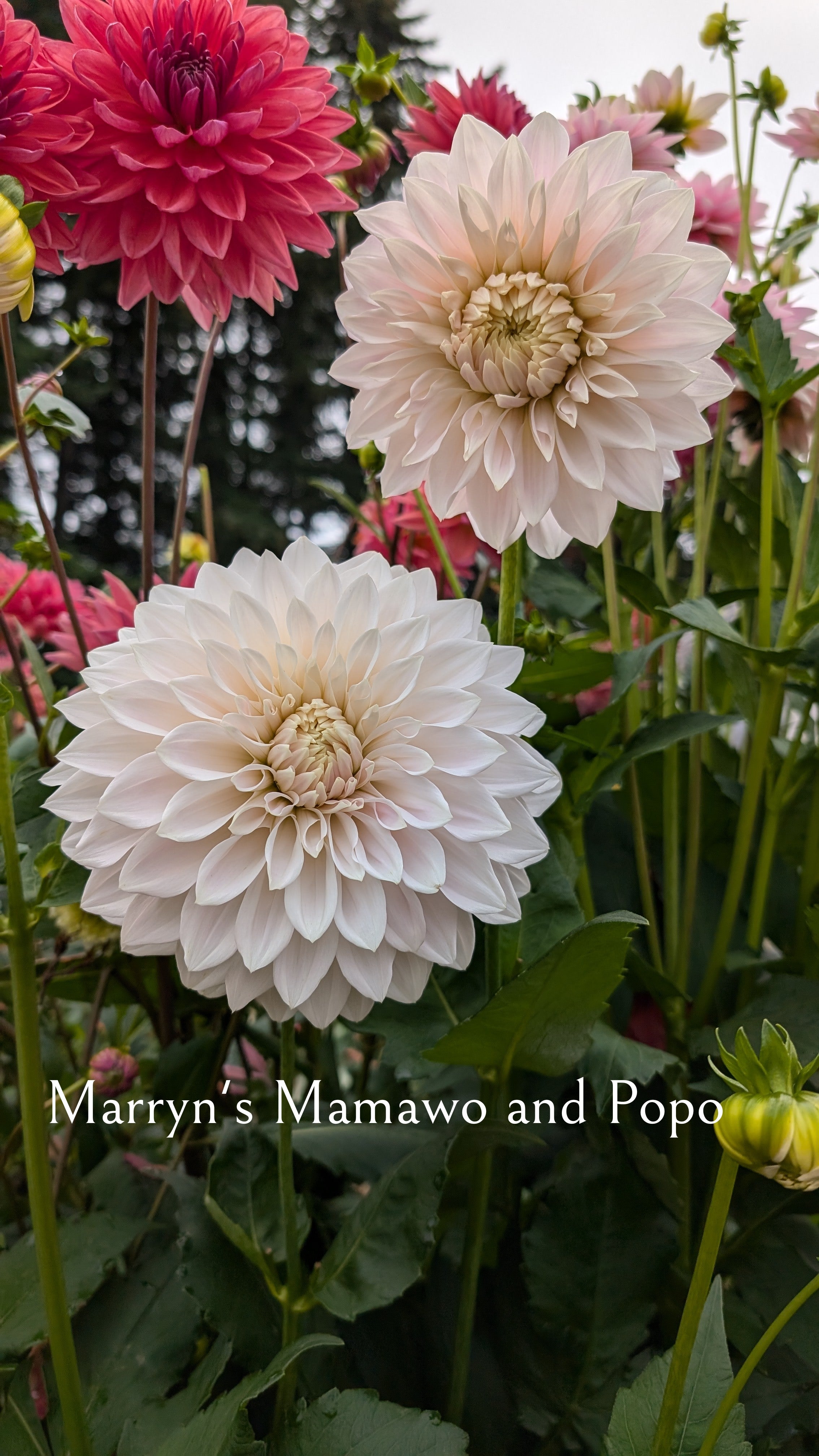 Marryn's Mamawo and Popo