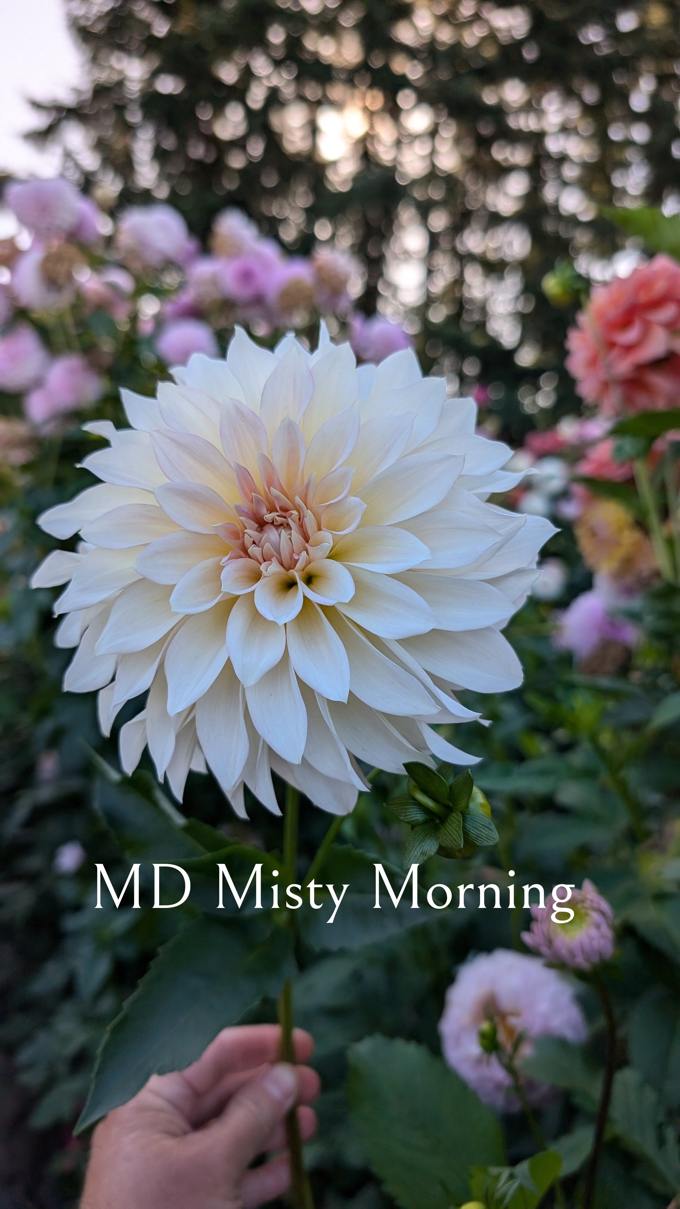Mountain Diva Gardens (MD) Misty Morning