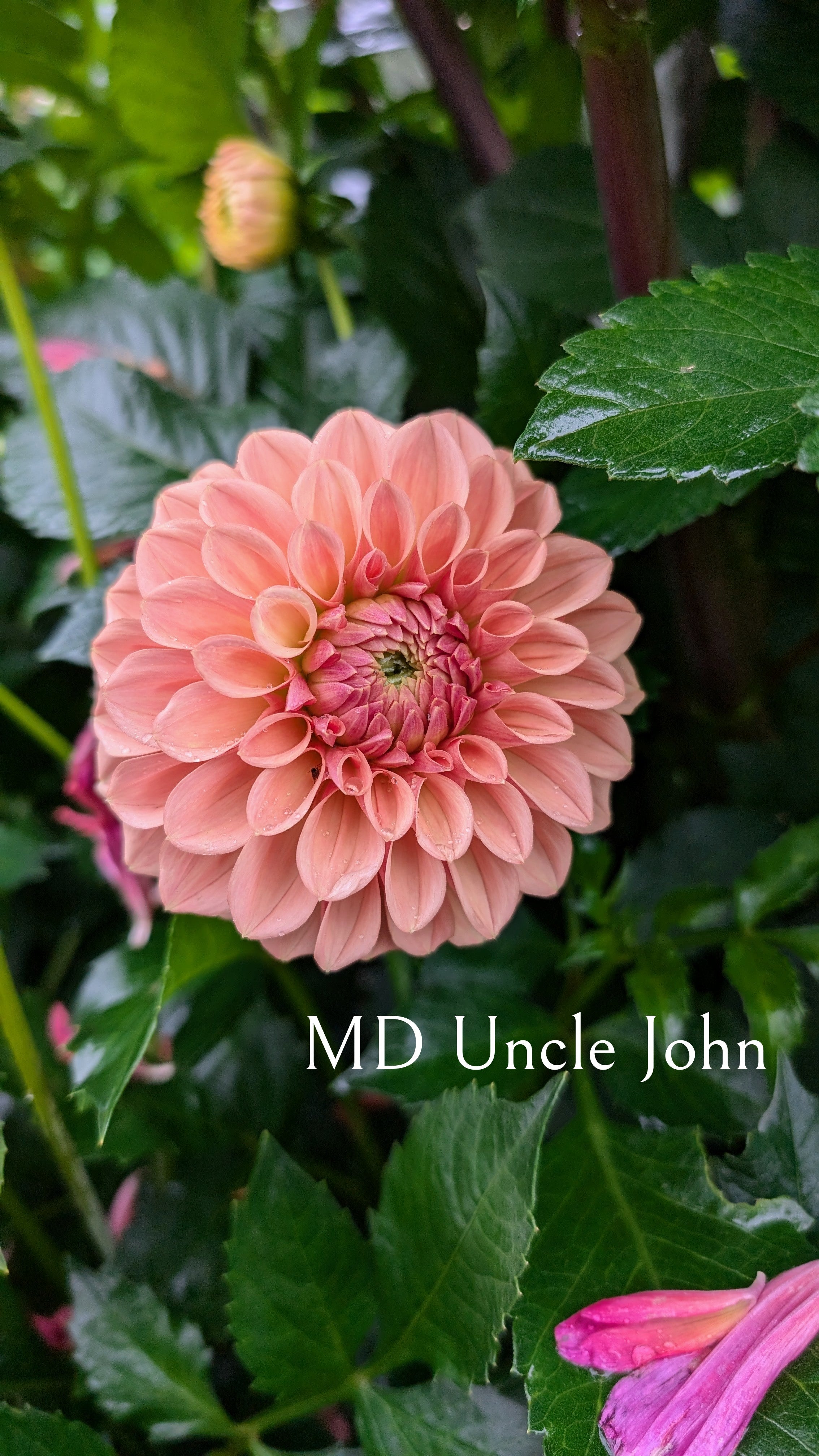 Mountain Diva Gardens (MD) Uncle John