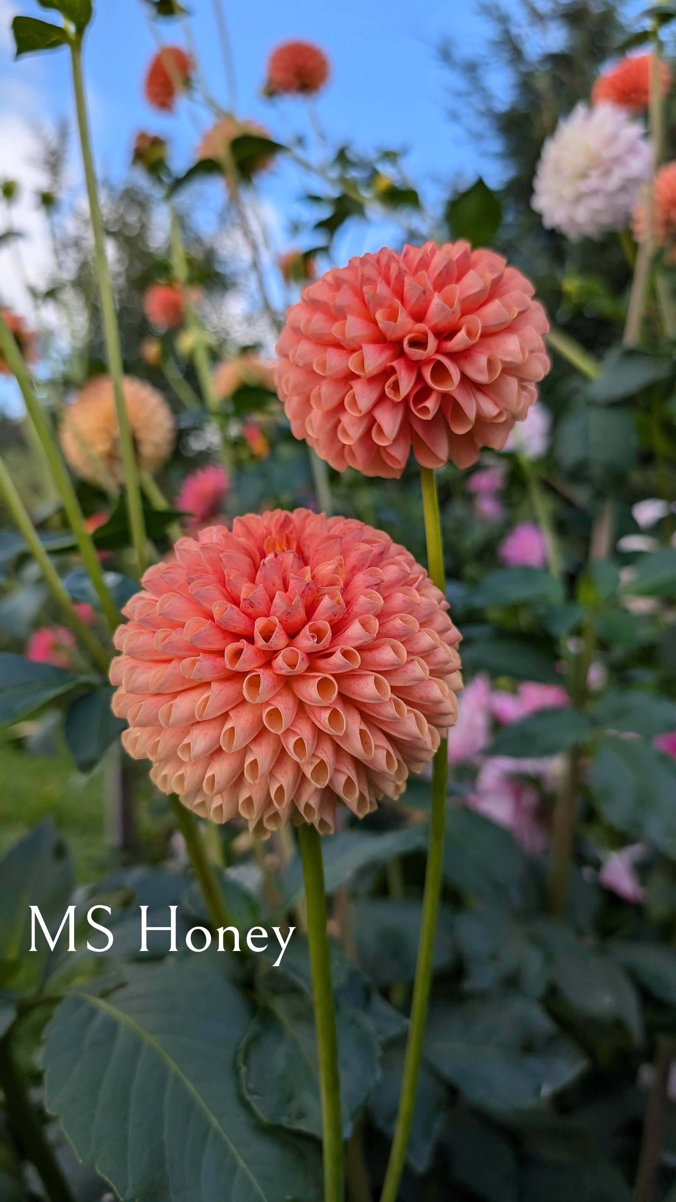 MS Honey