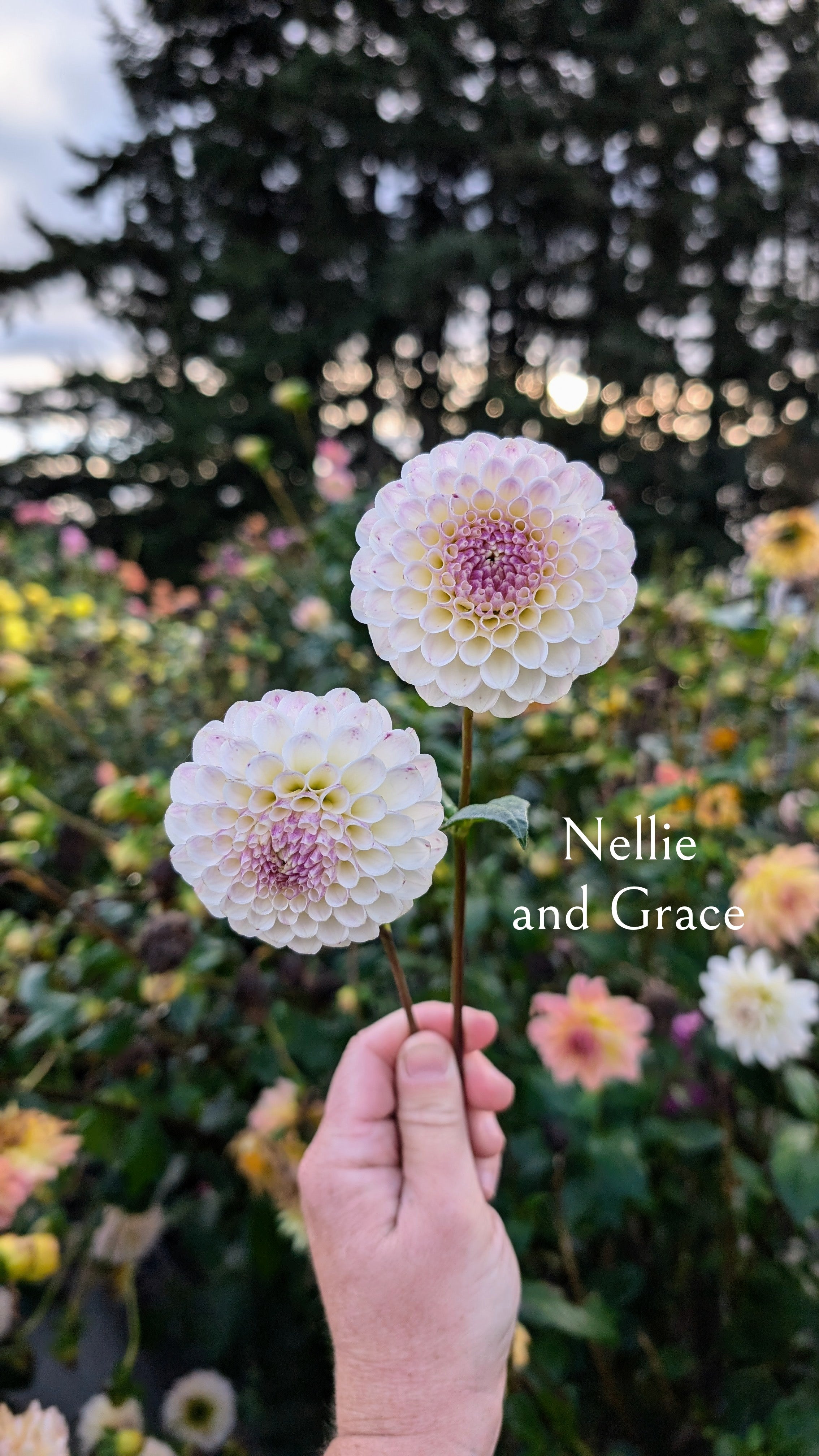 Nellie and Grace