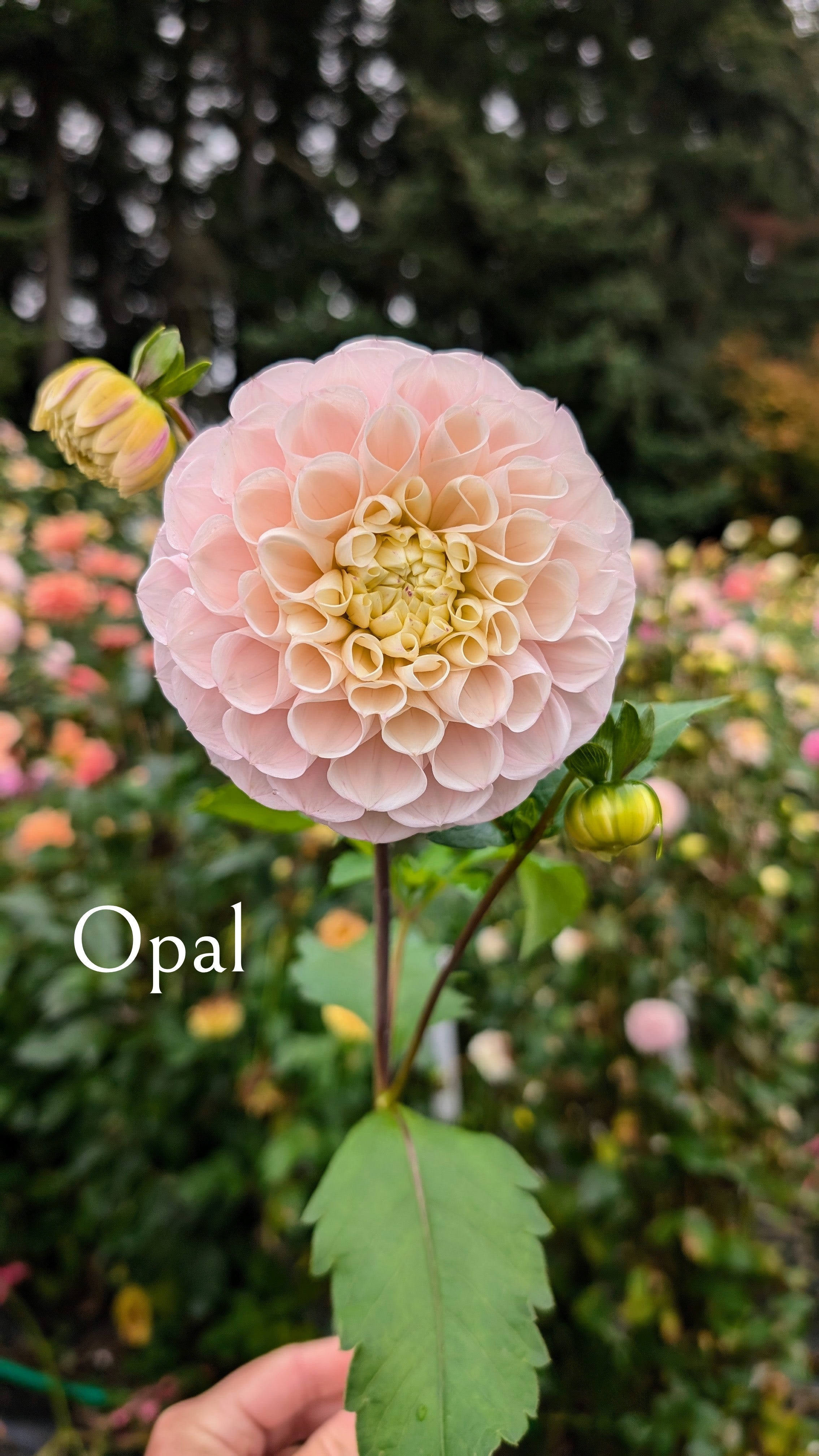 Opal