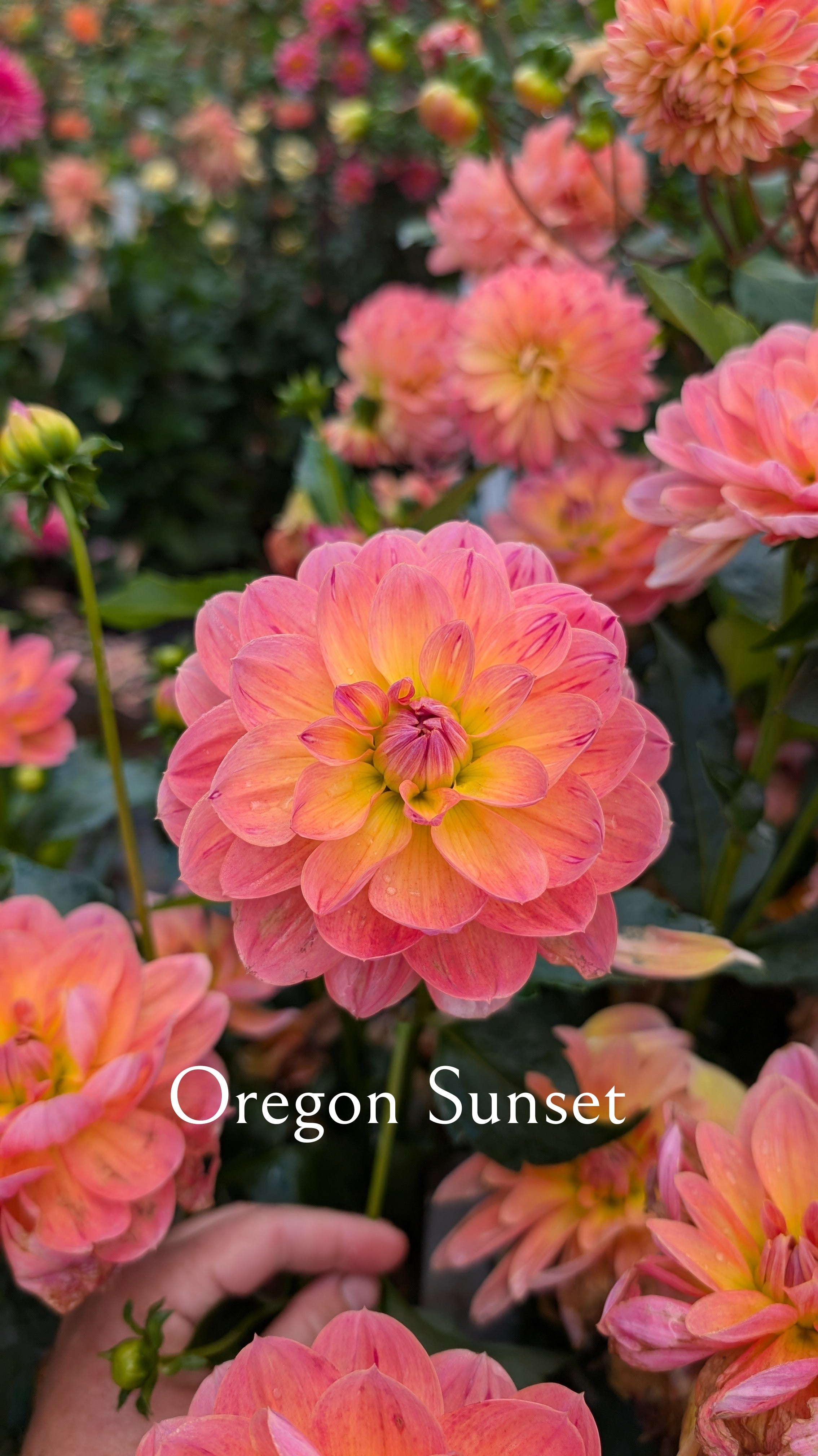 Oregon Sunset