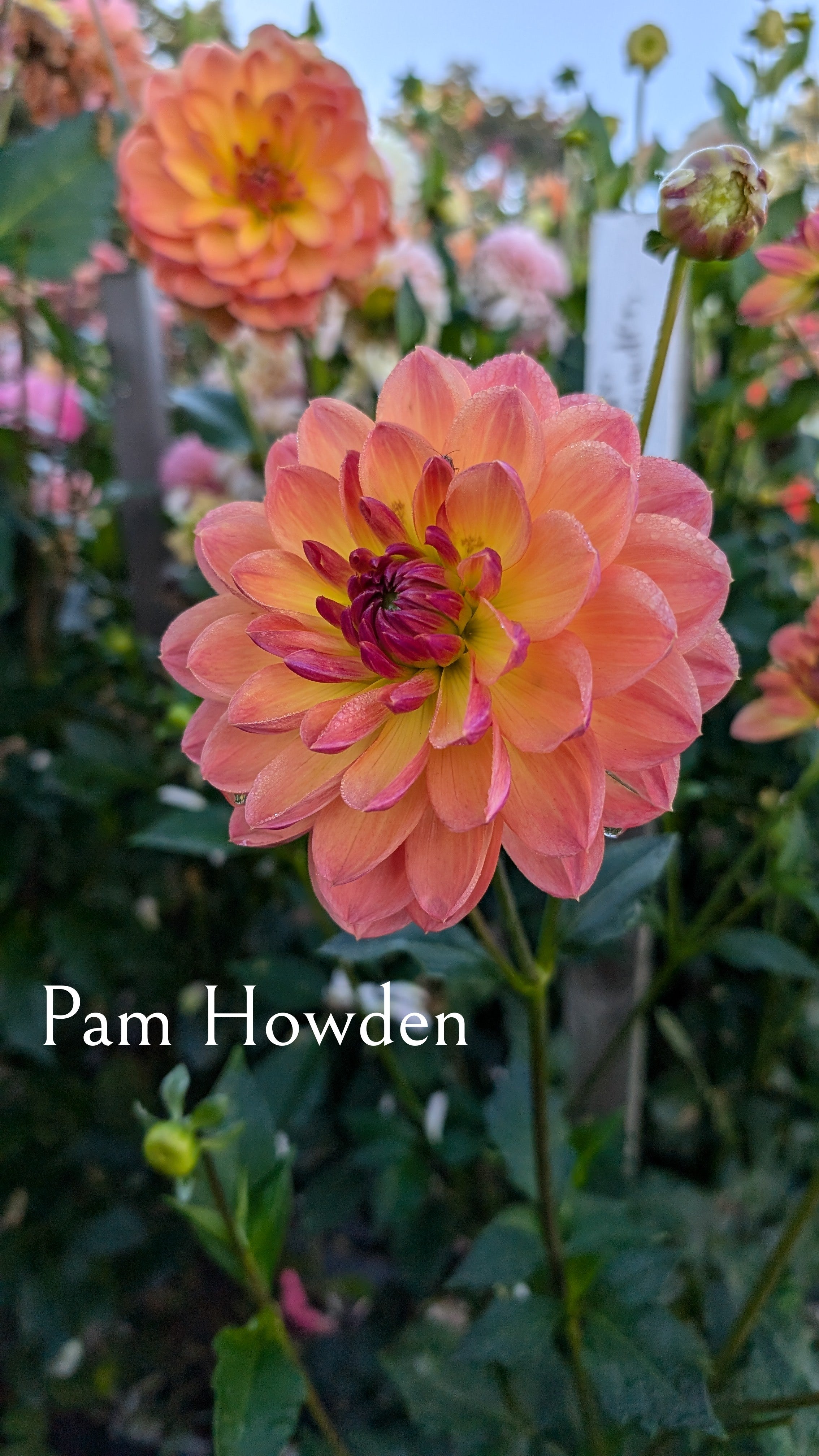 Pam Howden