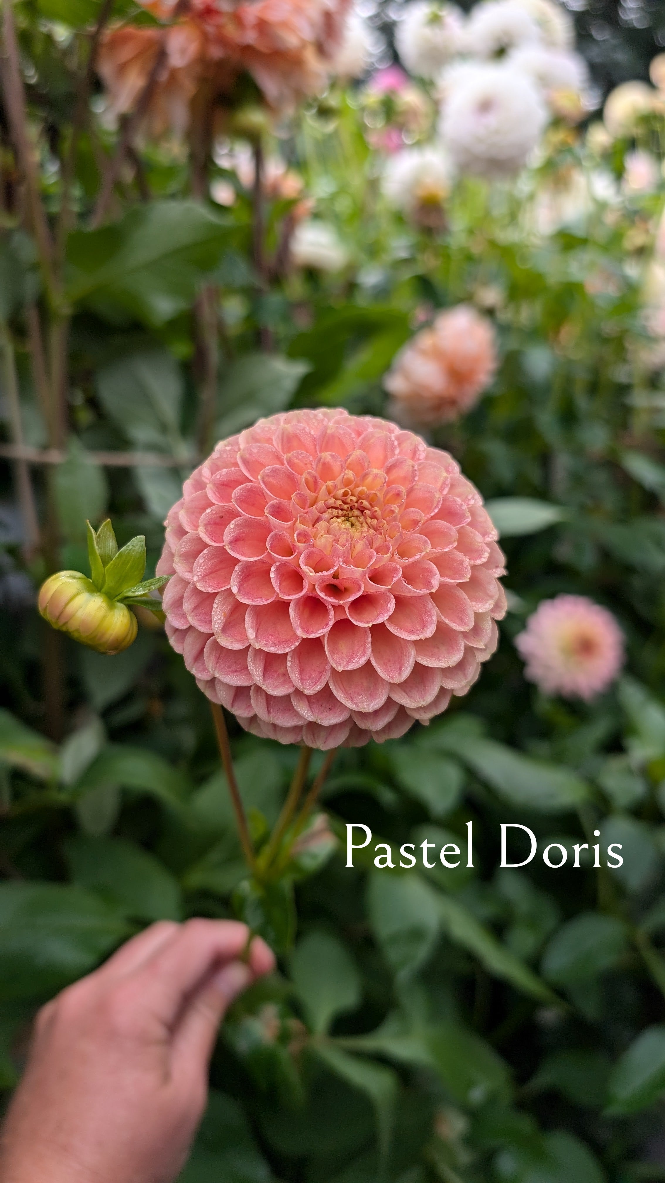 Pastel Doris