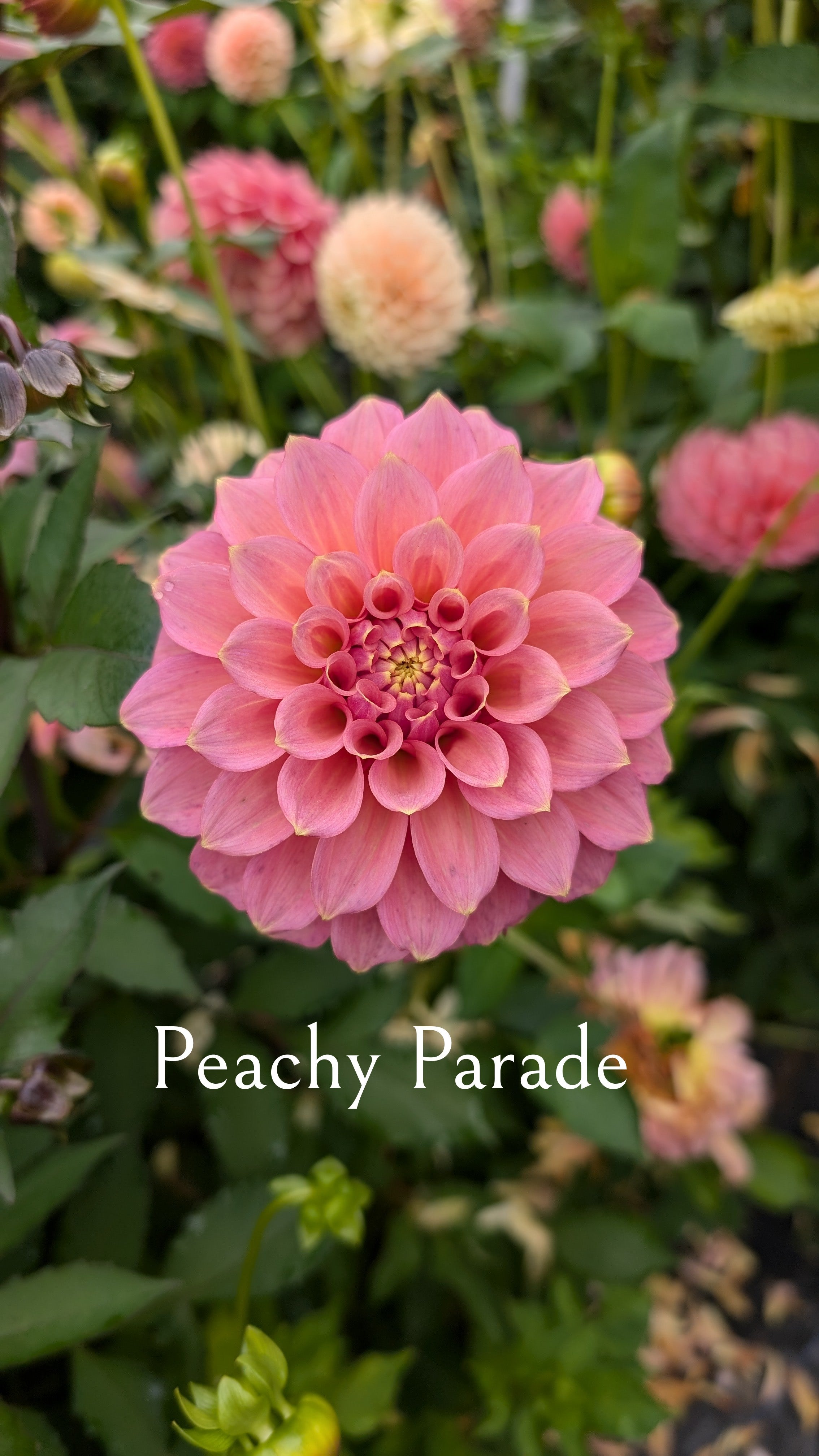 Peachy Parade