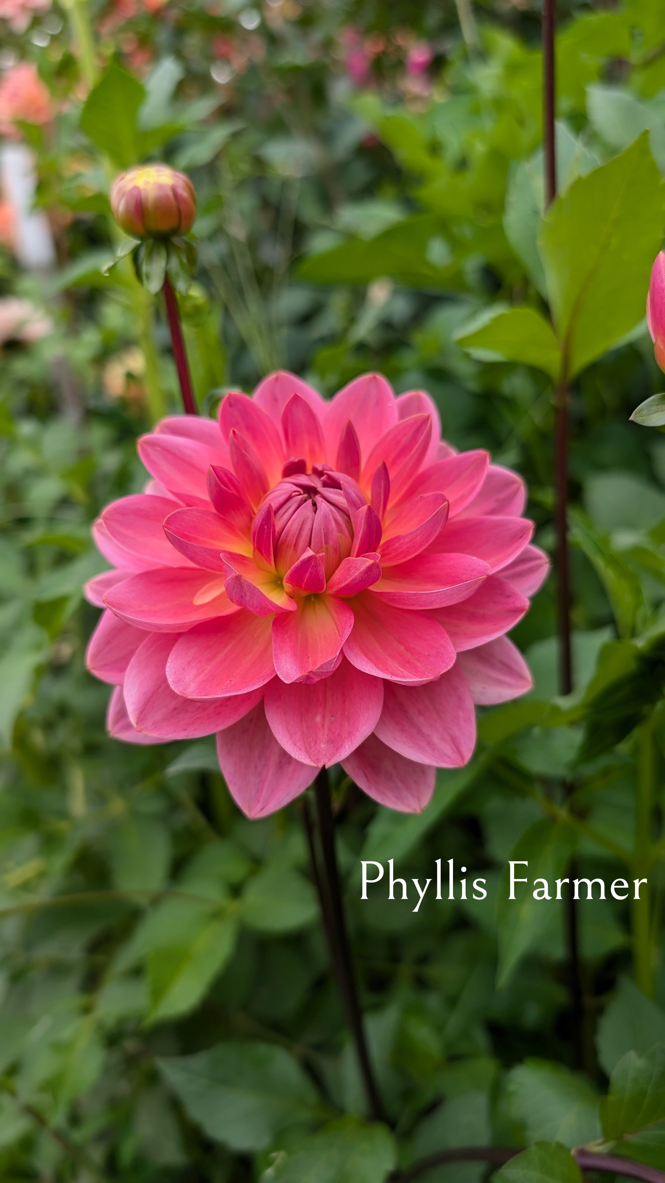 Phyllis Farmer