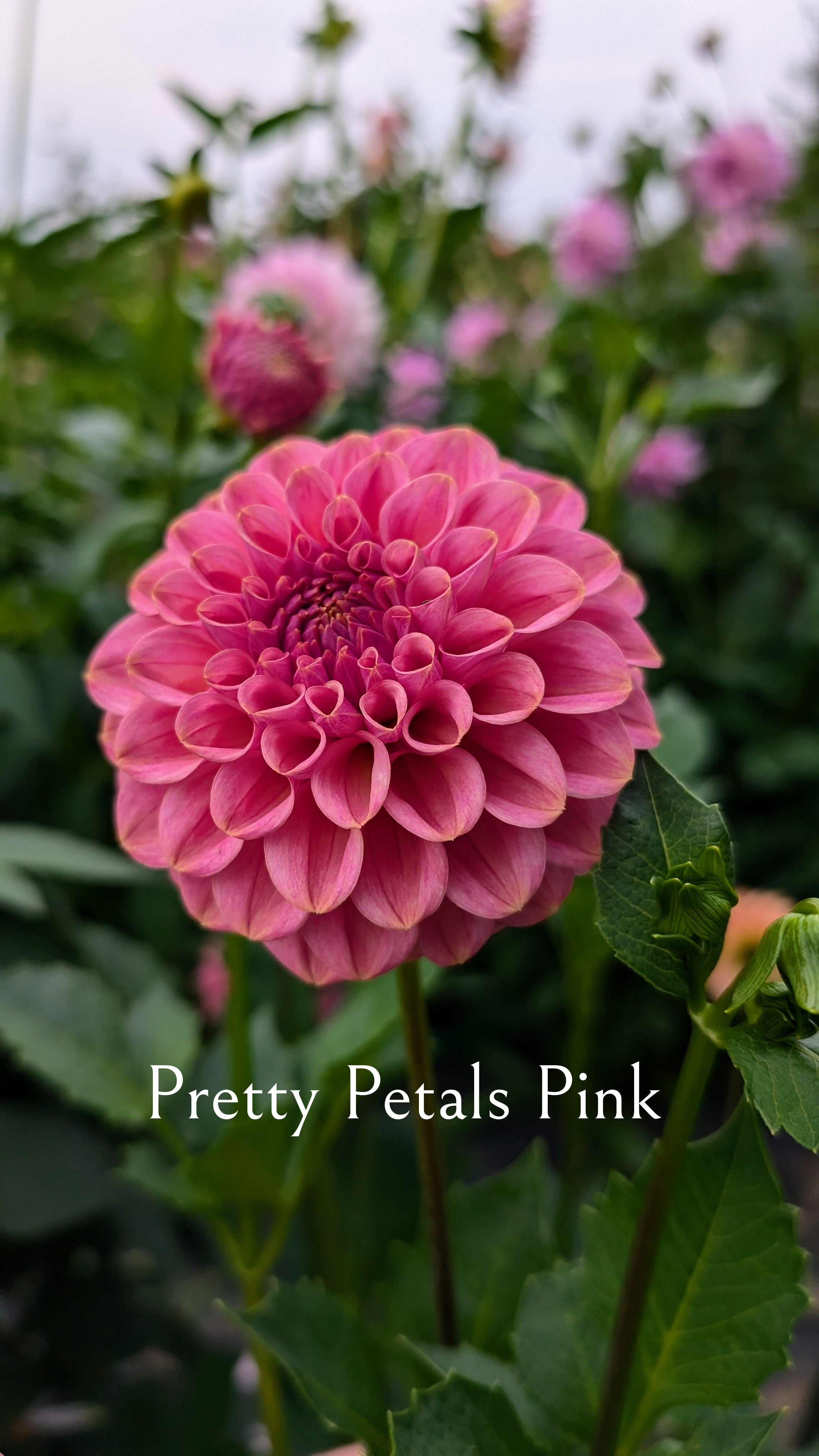 Pretty Petals Pink