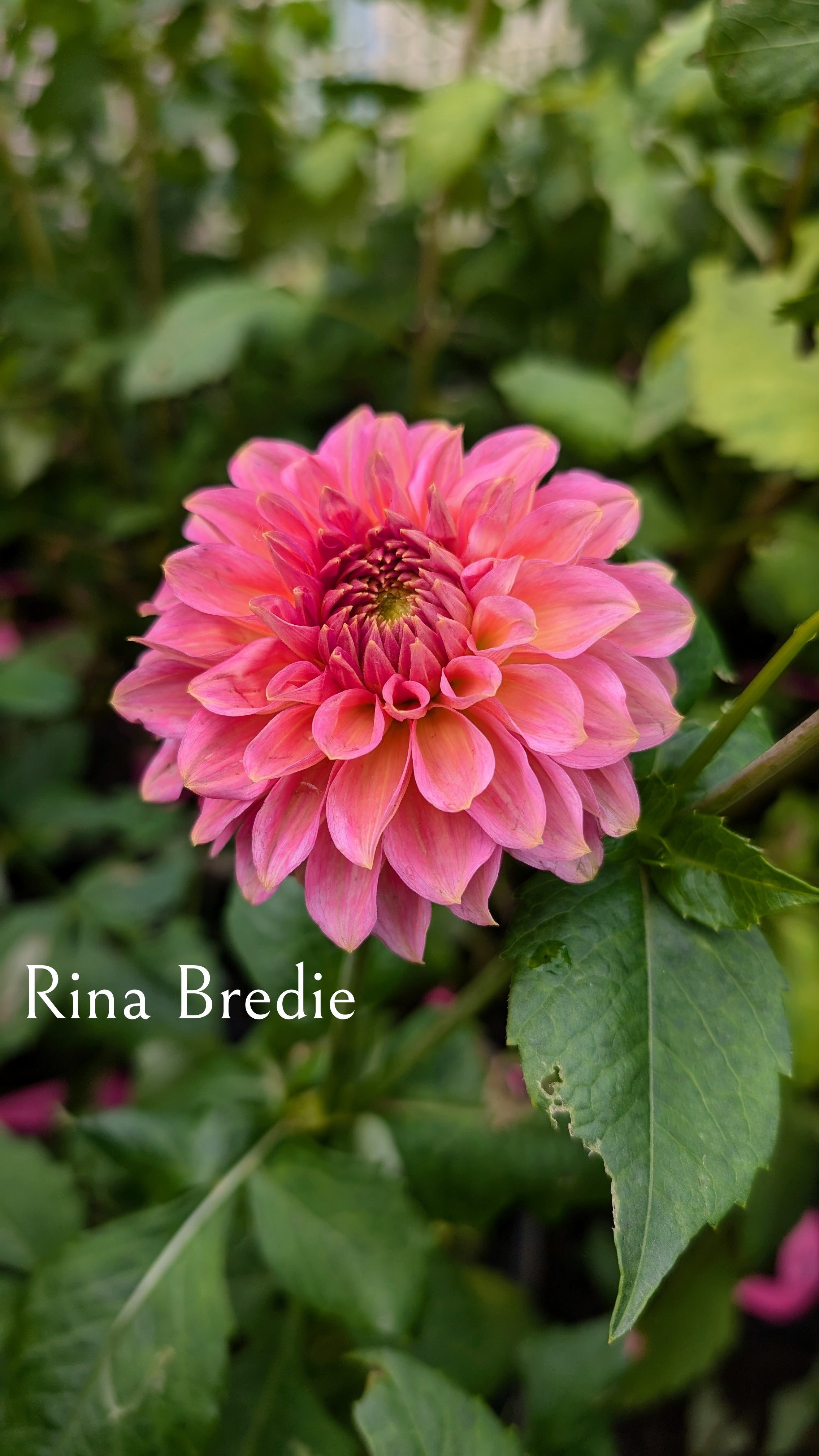 Rina Bredie
