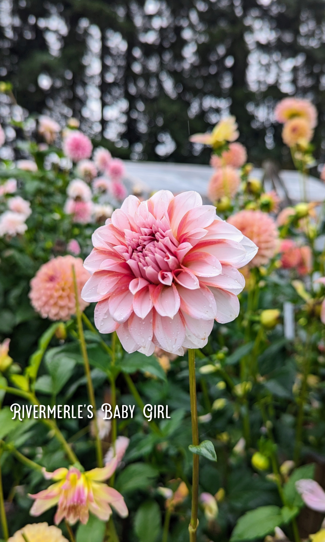 River Merle (RM) Baby Girl