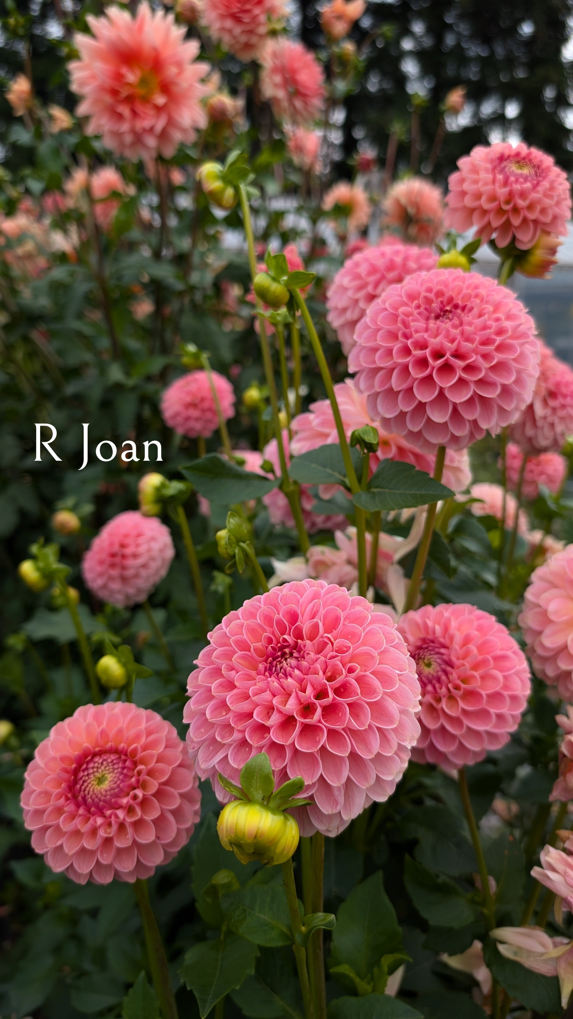R Joan