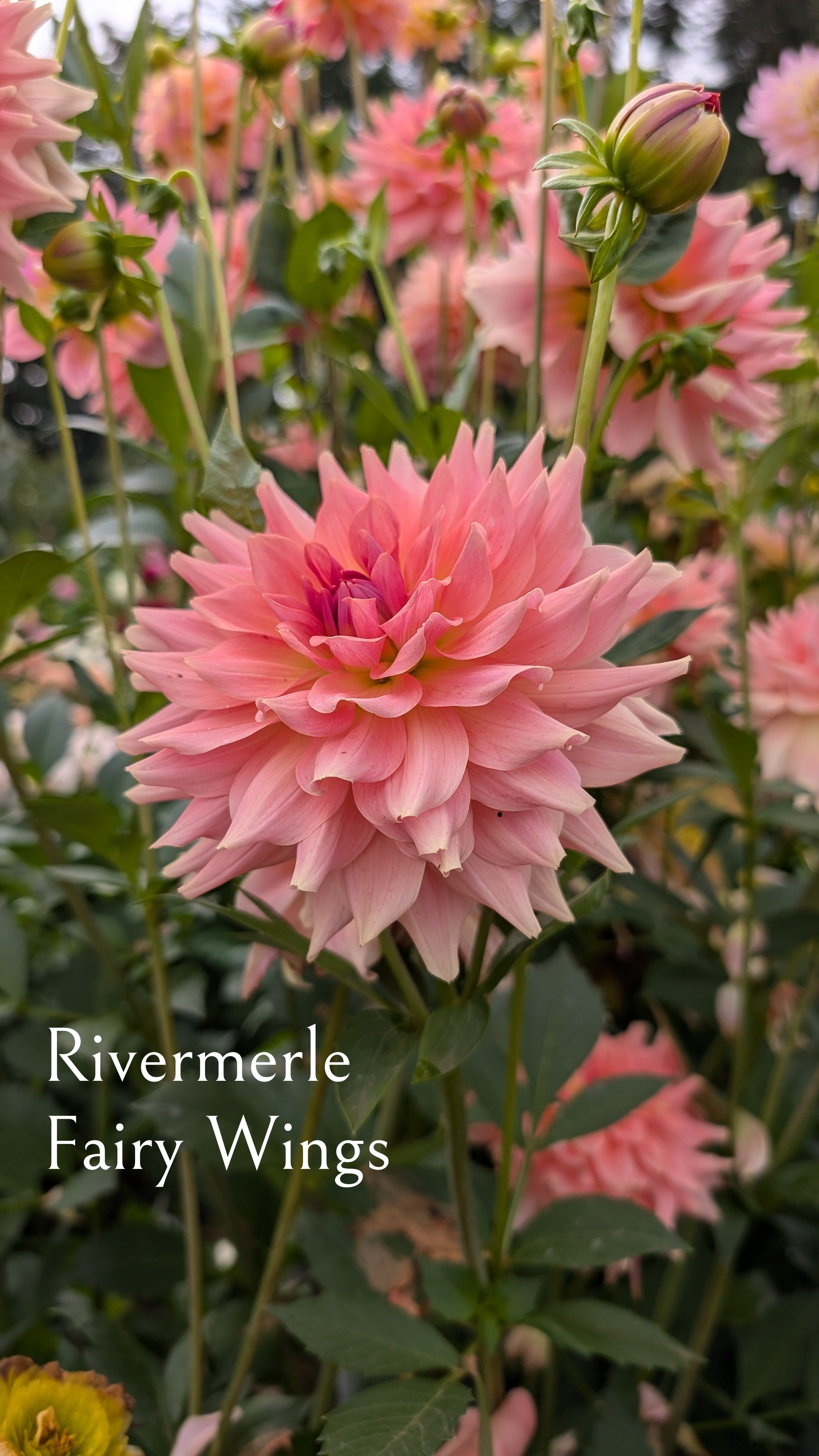 River Merle (RM) Fairywings