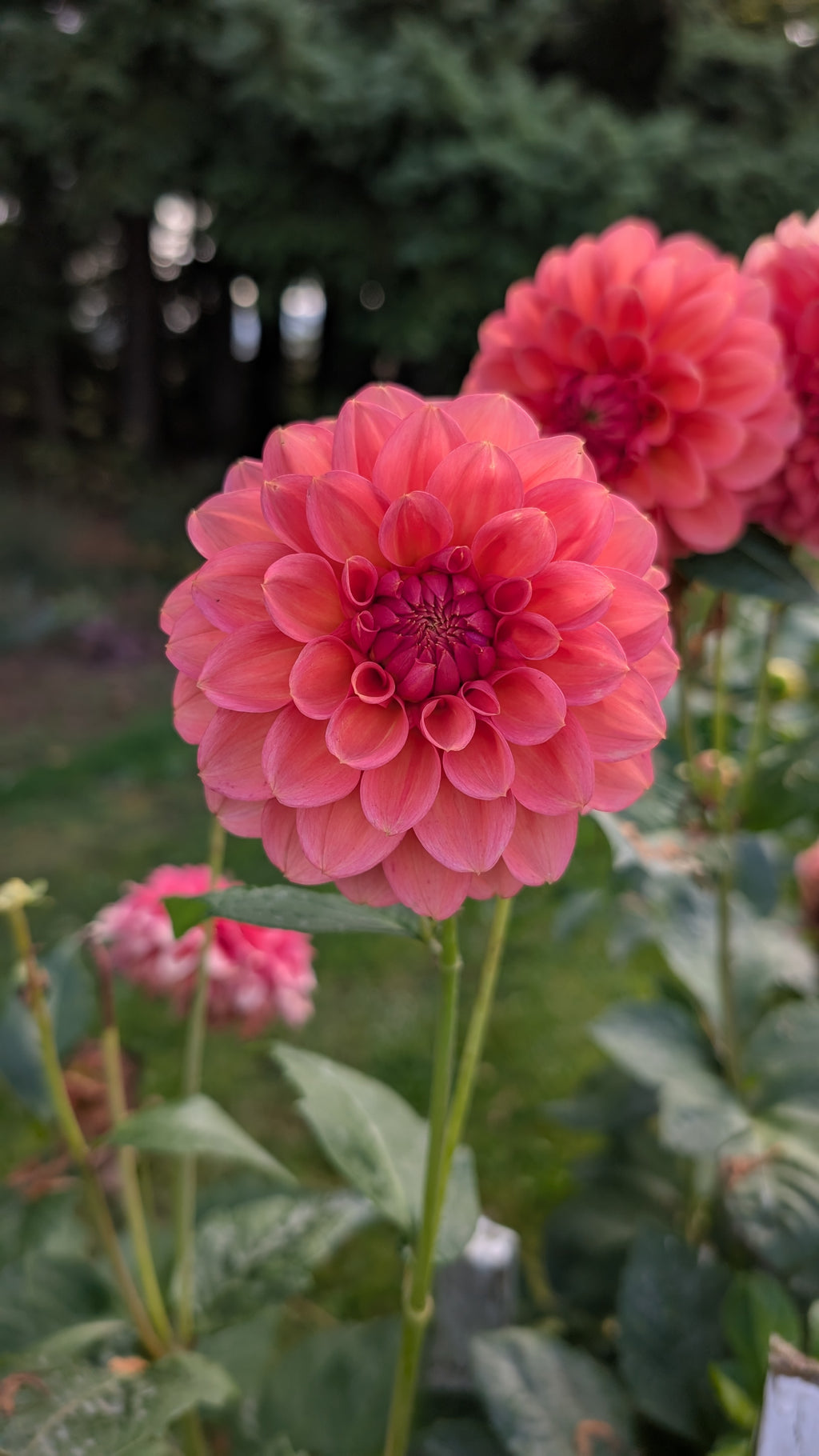 River Merle (RM) Pink Sugar
