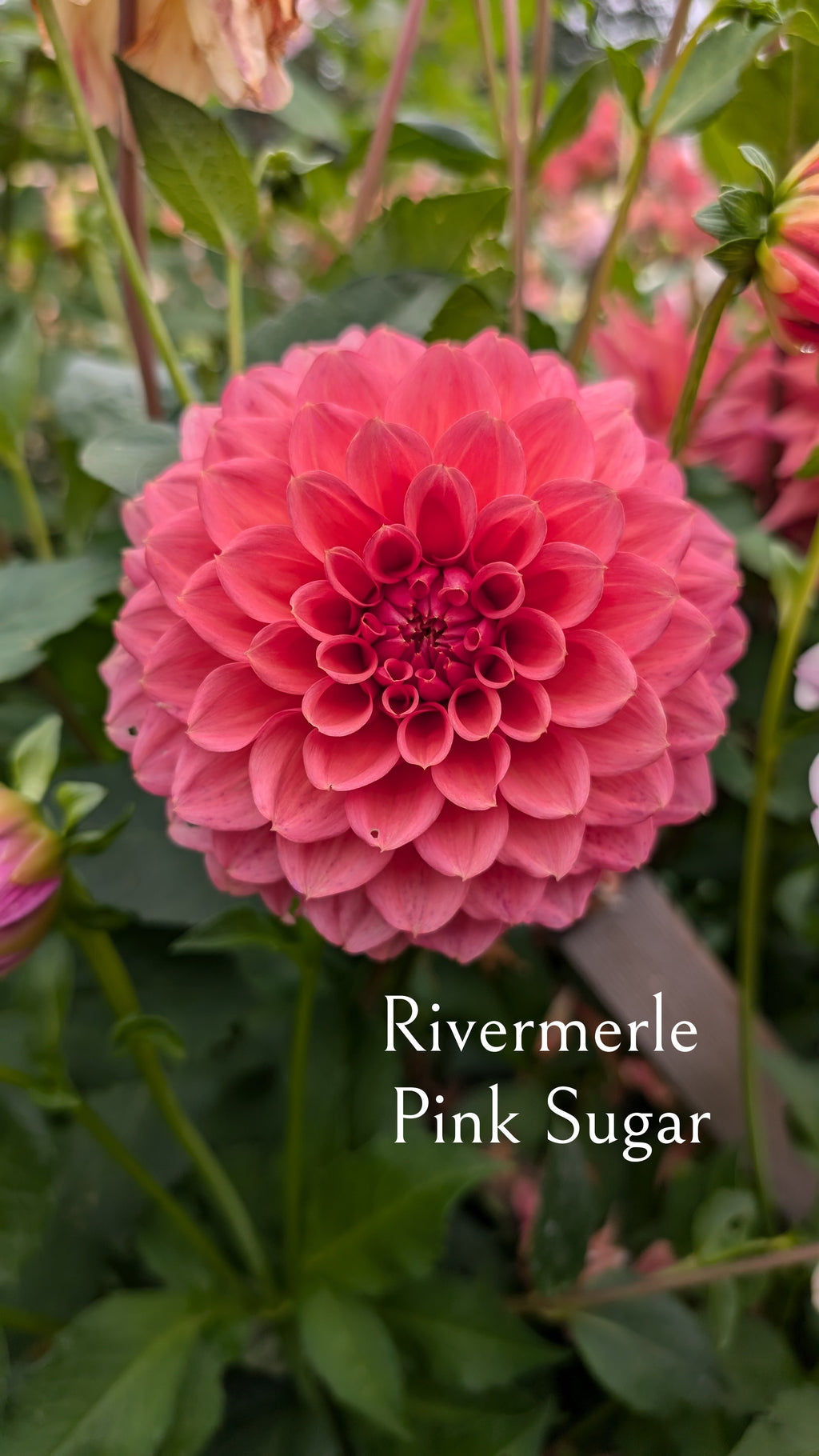 River Merle (RM) Pink Sugar