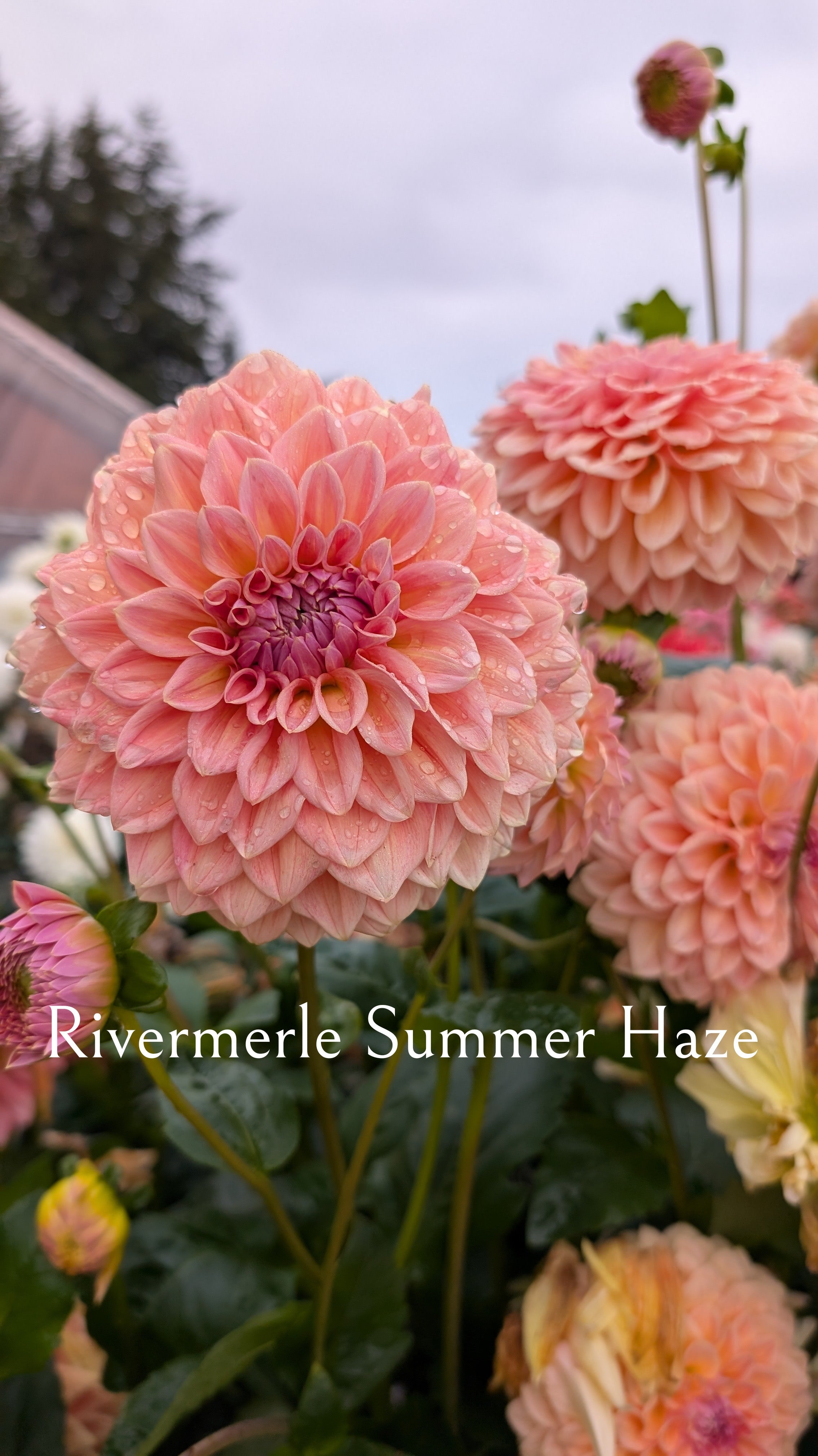 River Merle (RM) Summerhaze