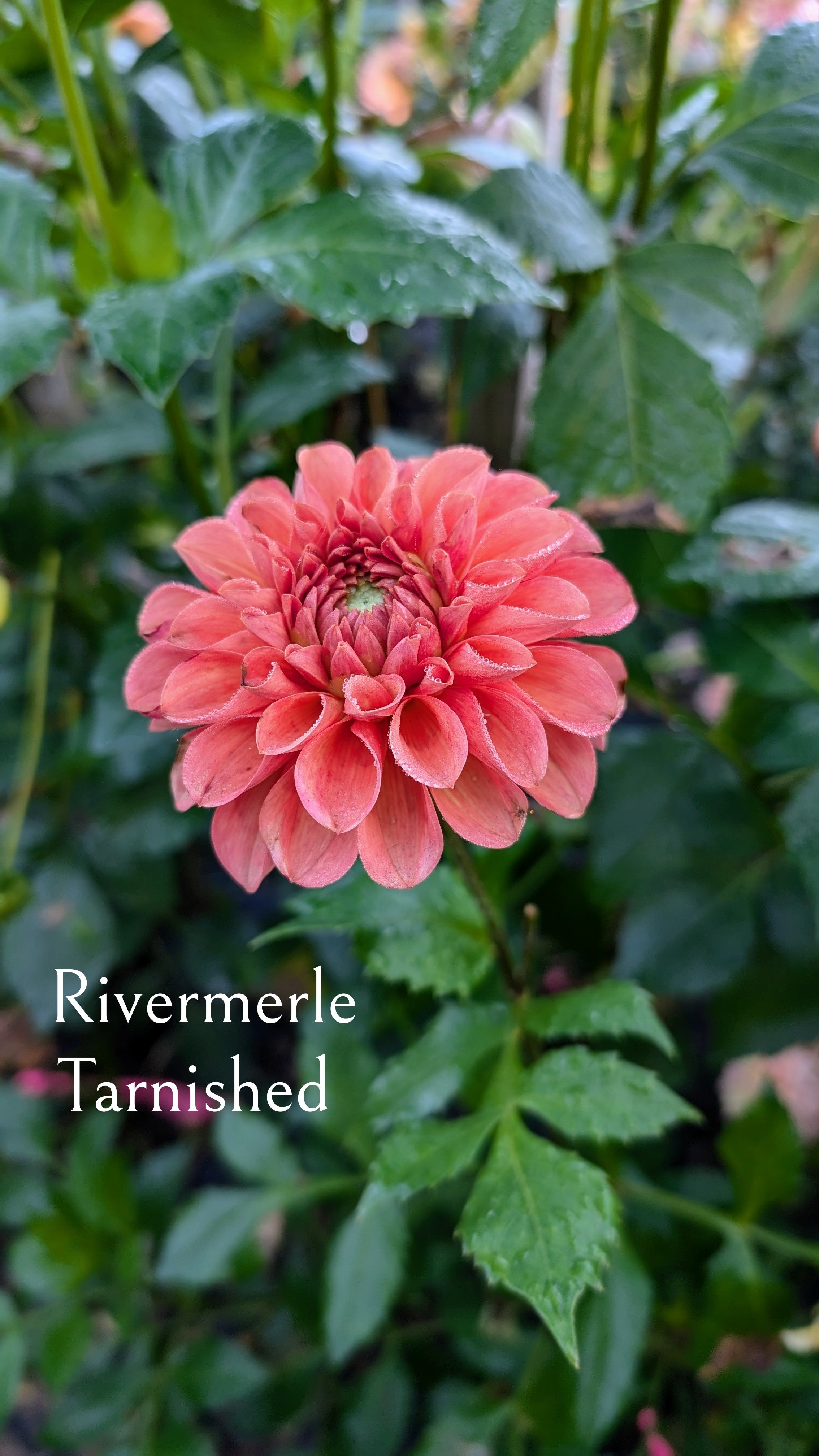 River Merle (RM) Tarnished