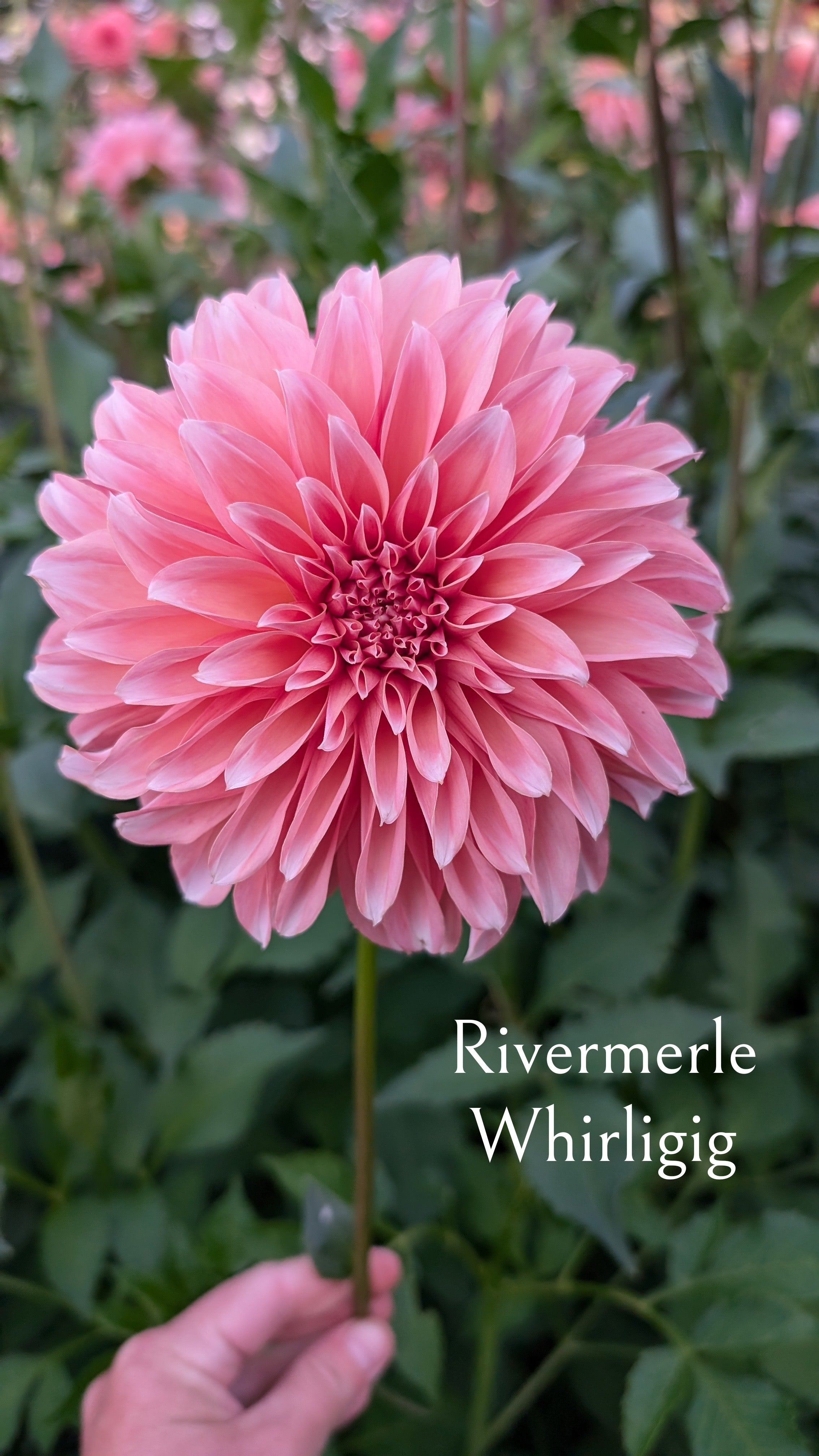 River Merle (RM) Whirligig