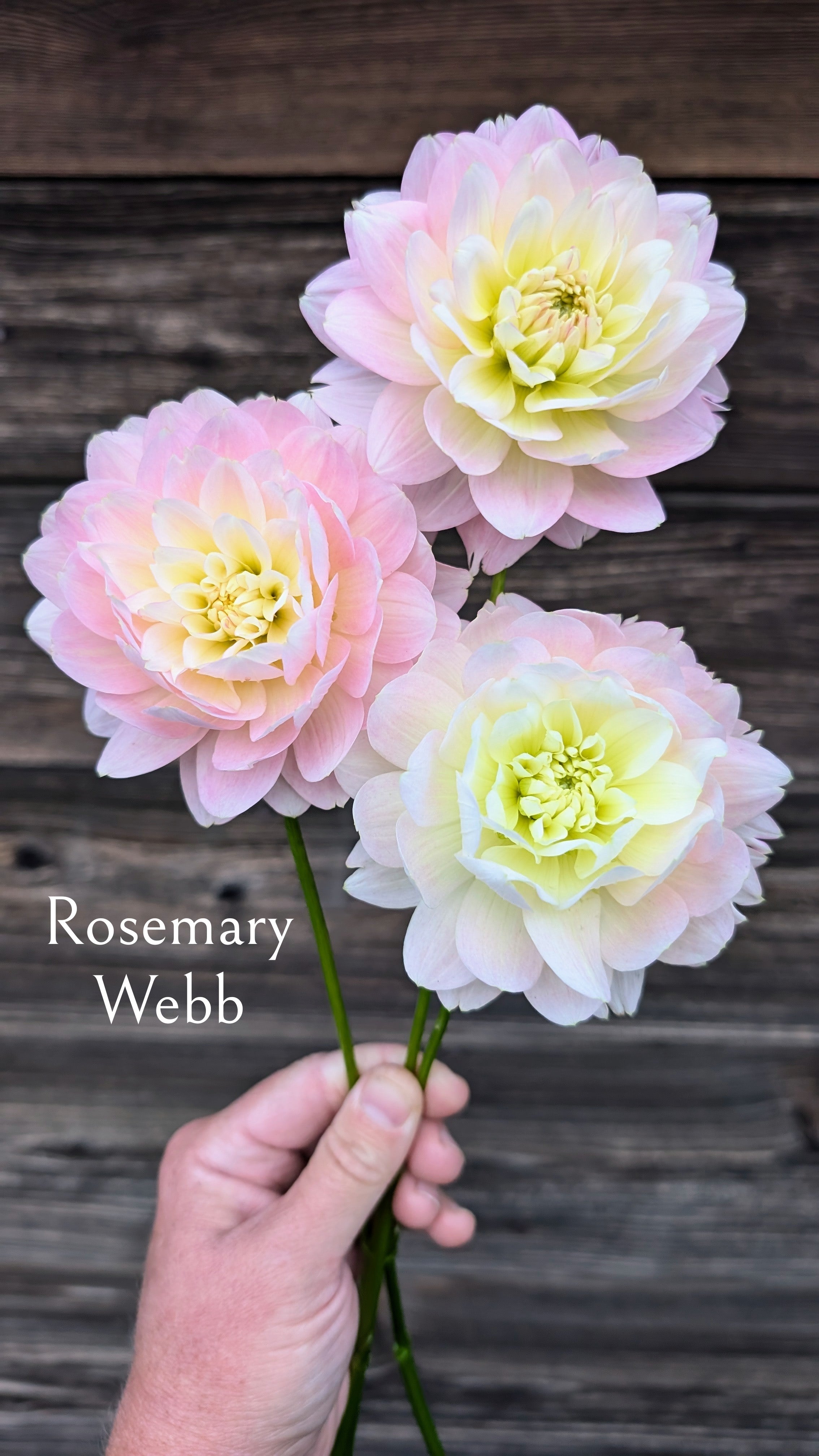 Rosemary Webb