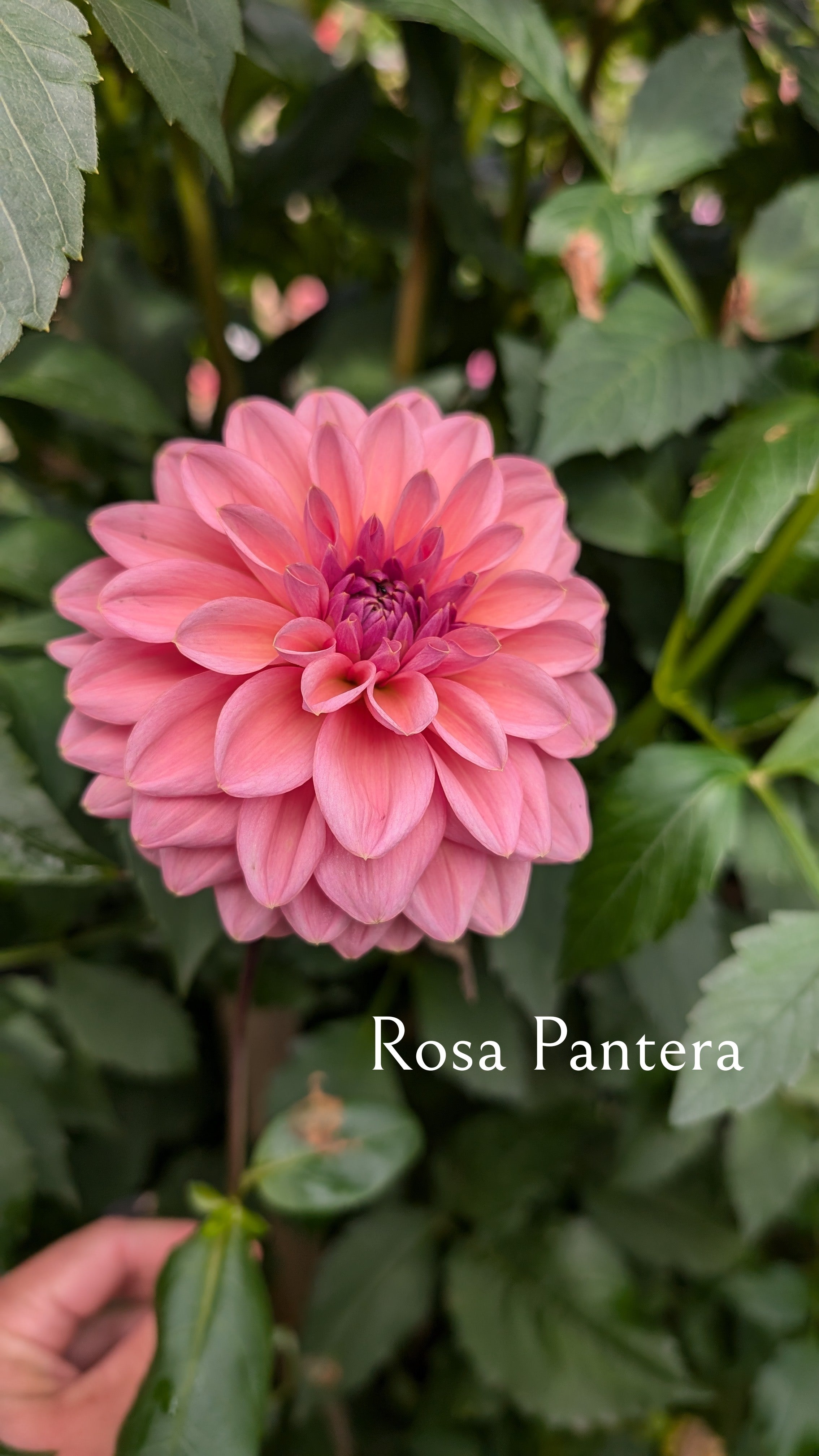Roza Pantera