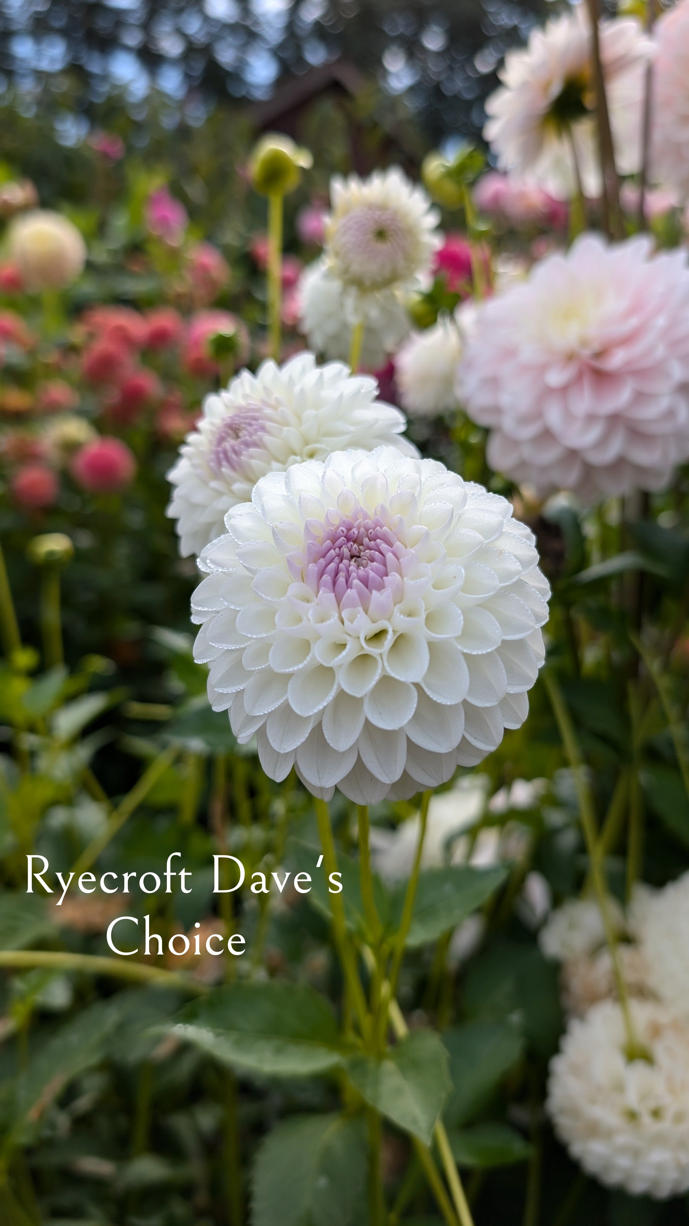 Ryecroft Dave's Choice