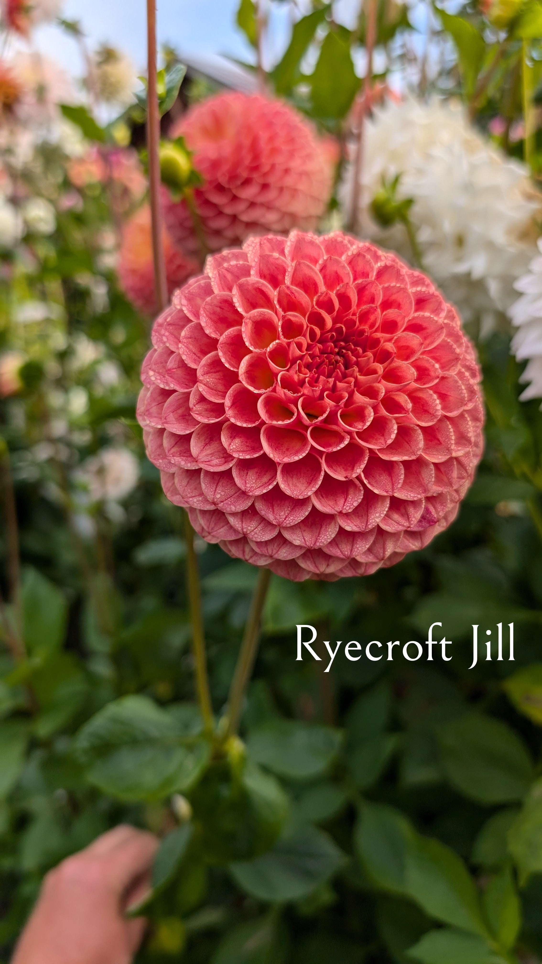 Ryecroft Jill