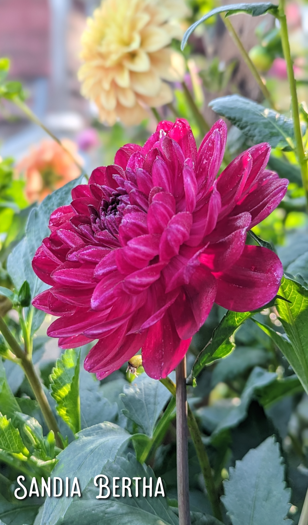 Sandia Bertha
