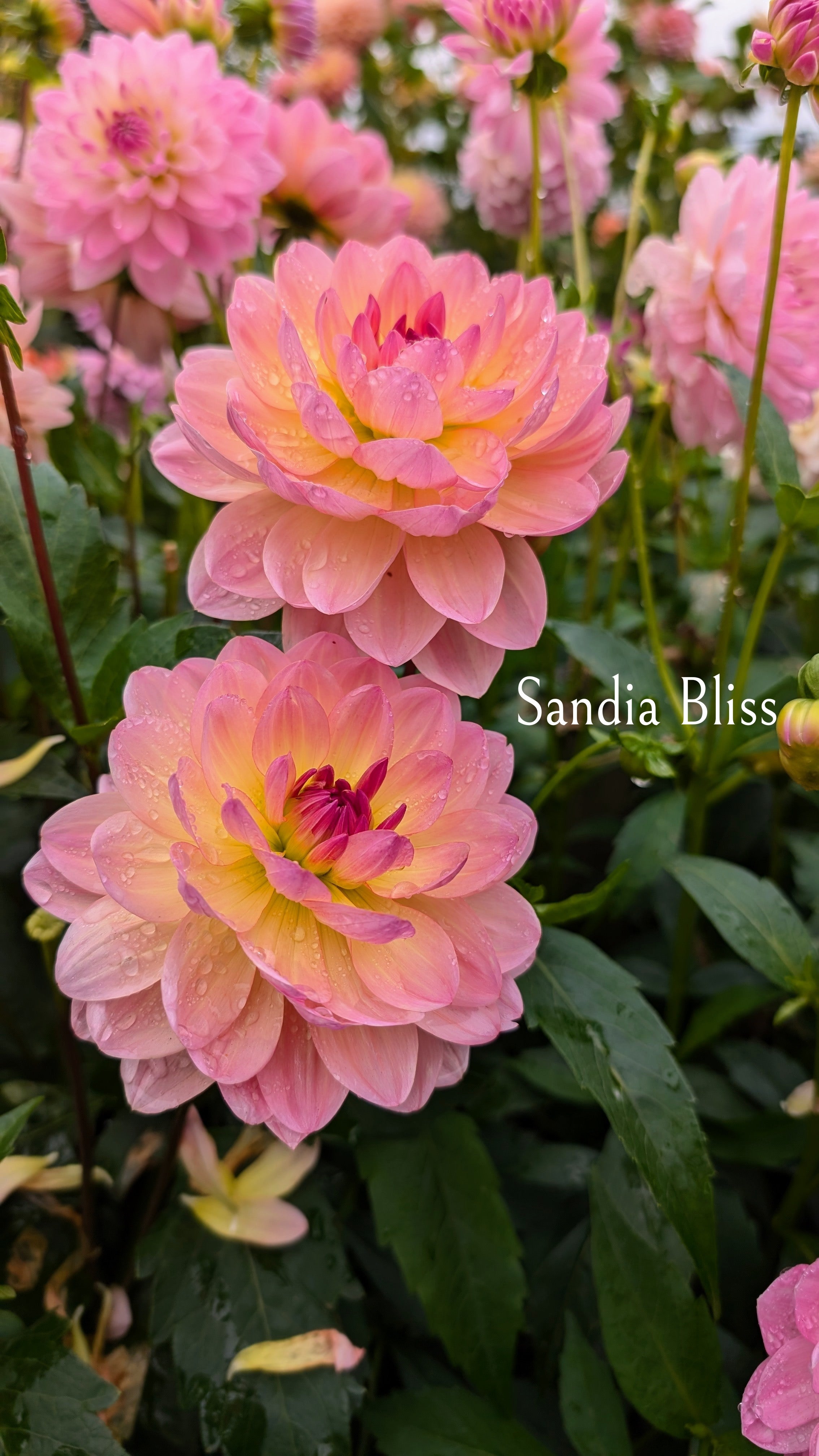 Sandia Bliss