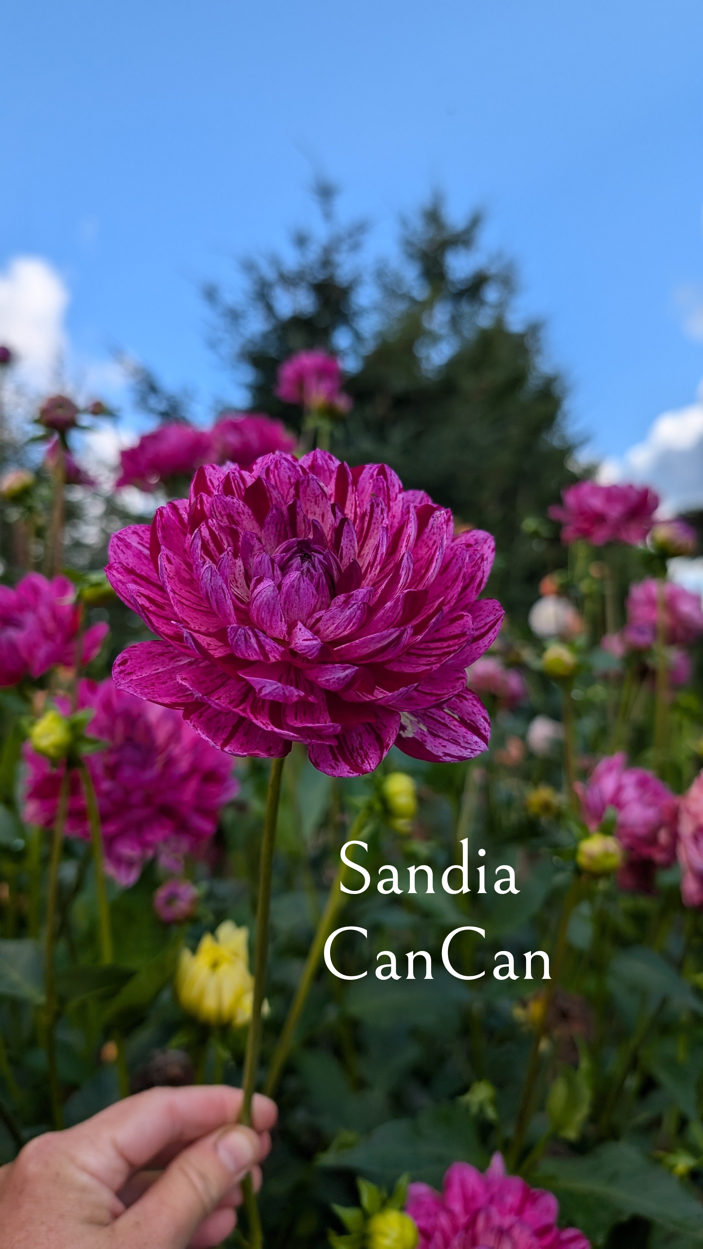 Sandia CanCan