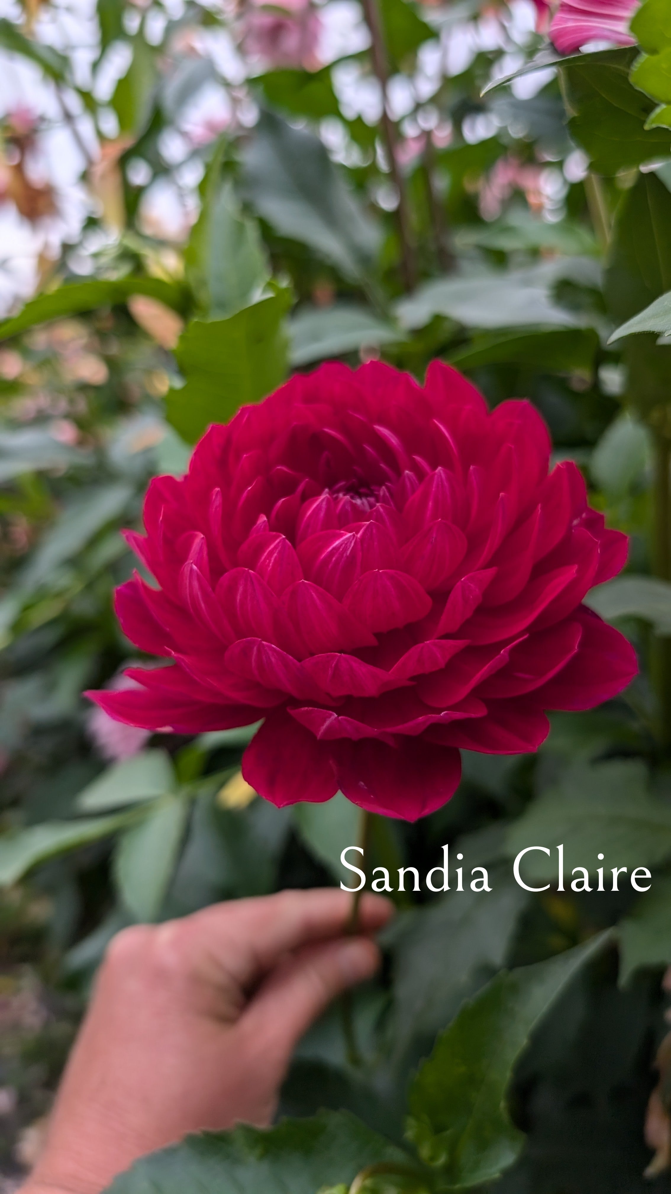 Sandia Claire