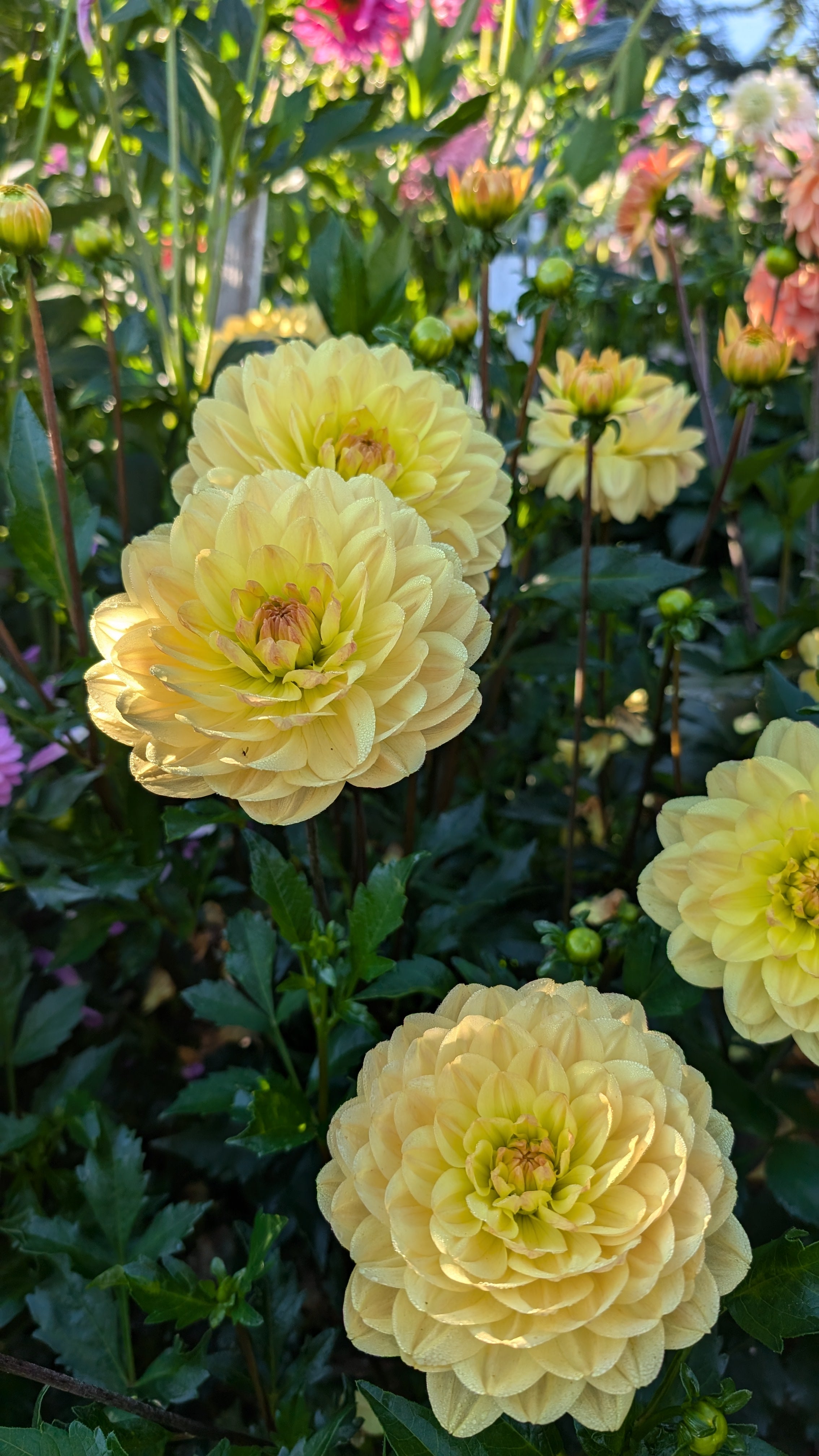 Sandia Gold