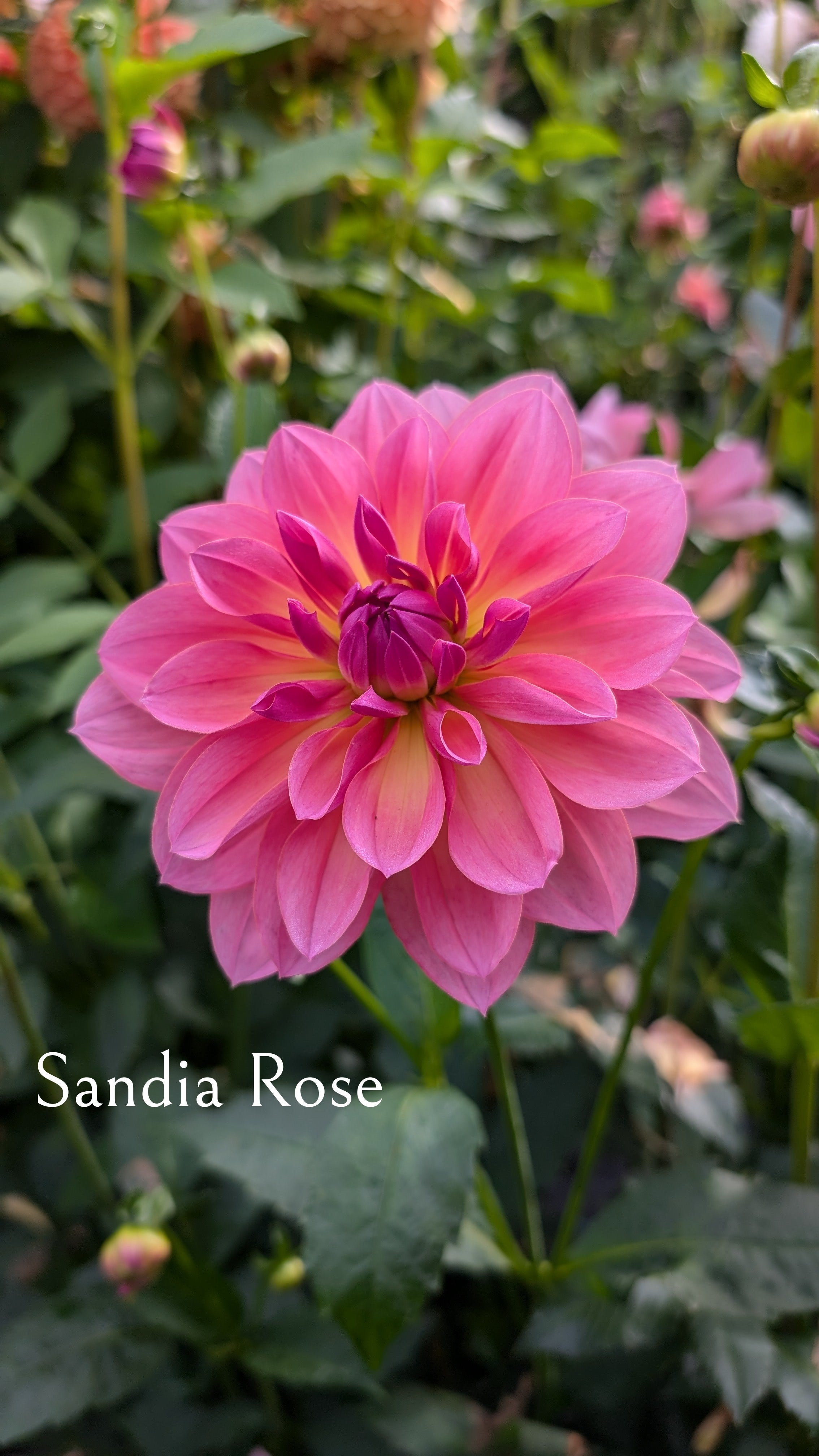 Sandia Rose